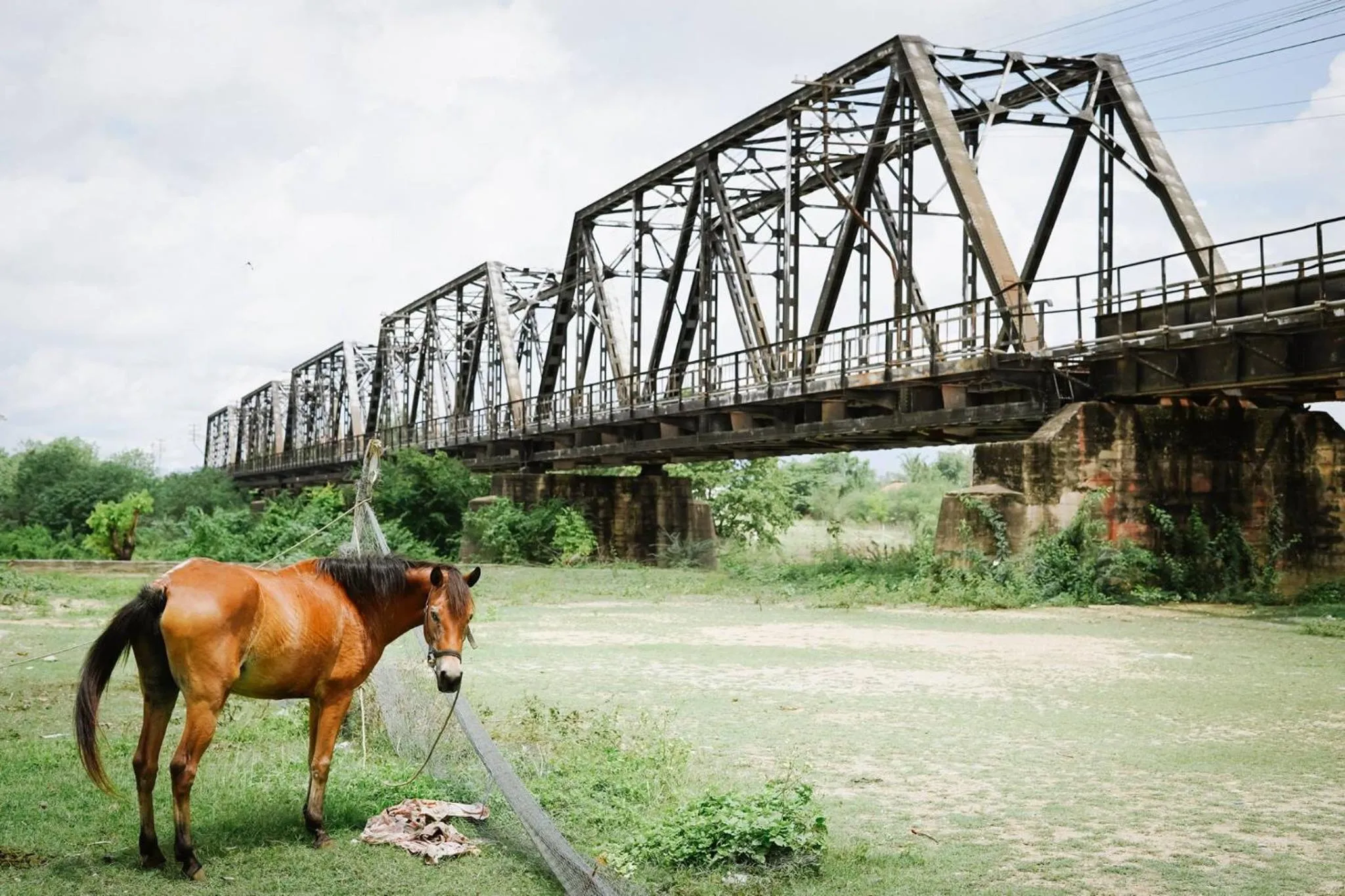 Animals in Memmoth Hostel In Lampang