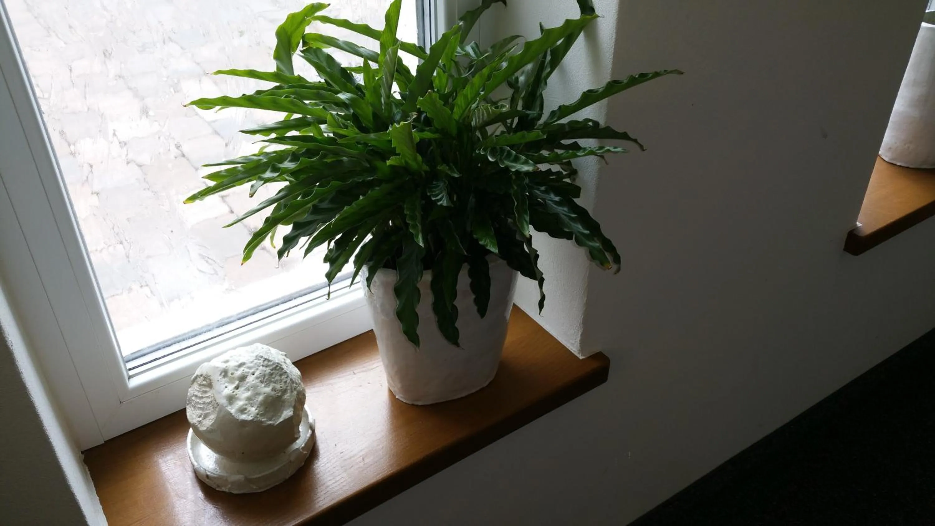 Area and facilities in Hotel An der Altstadt