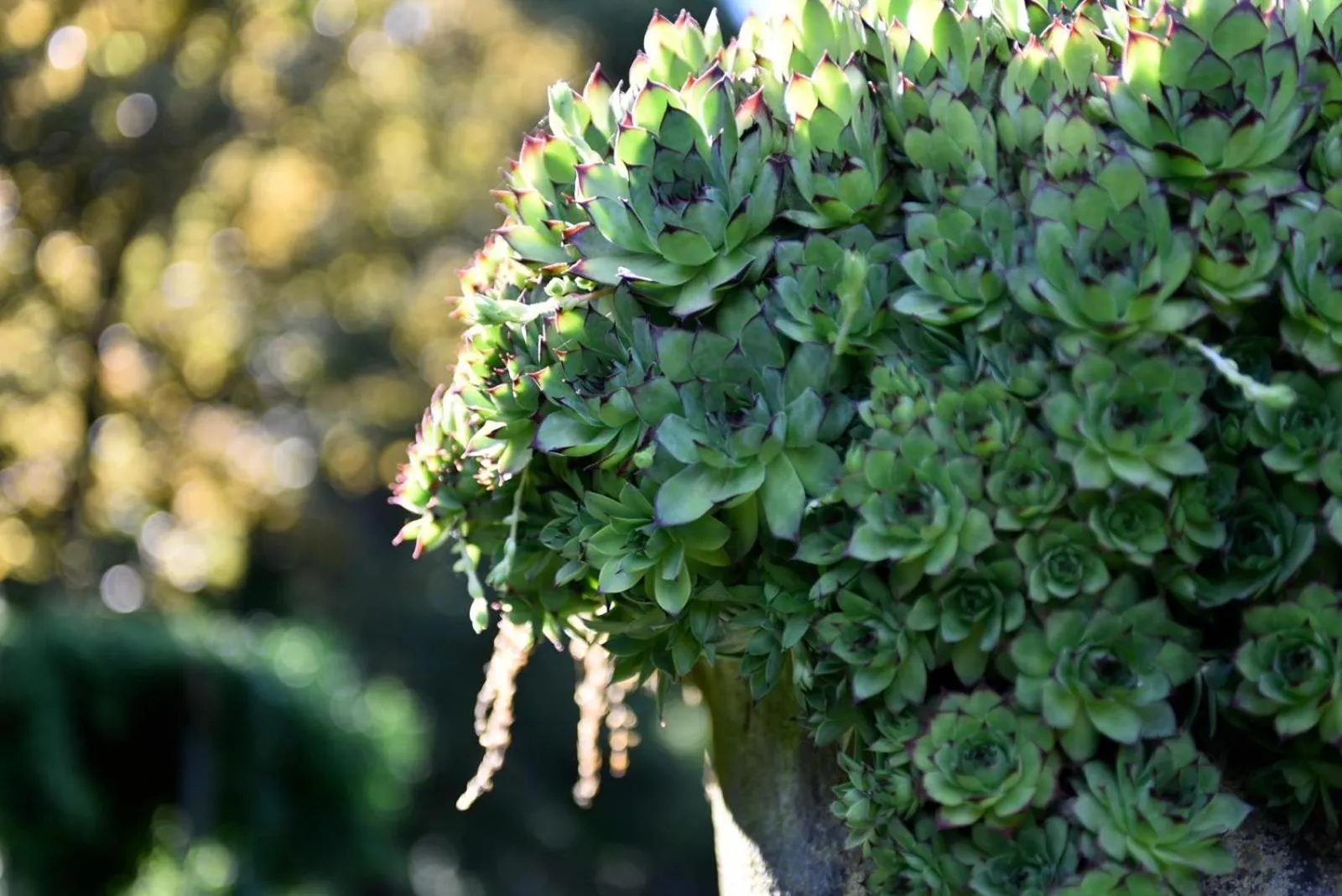 Dimora Storica La Corte Delle 4 Stagioni