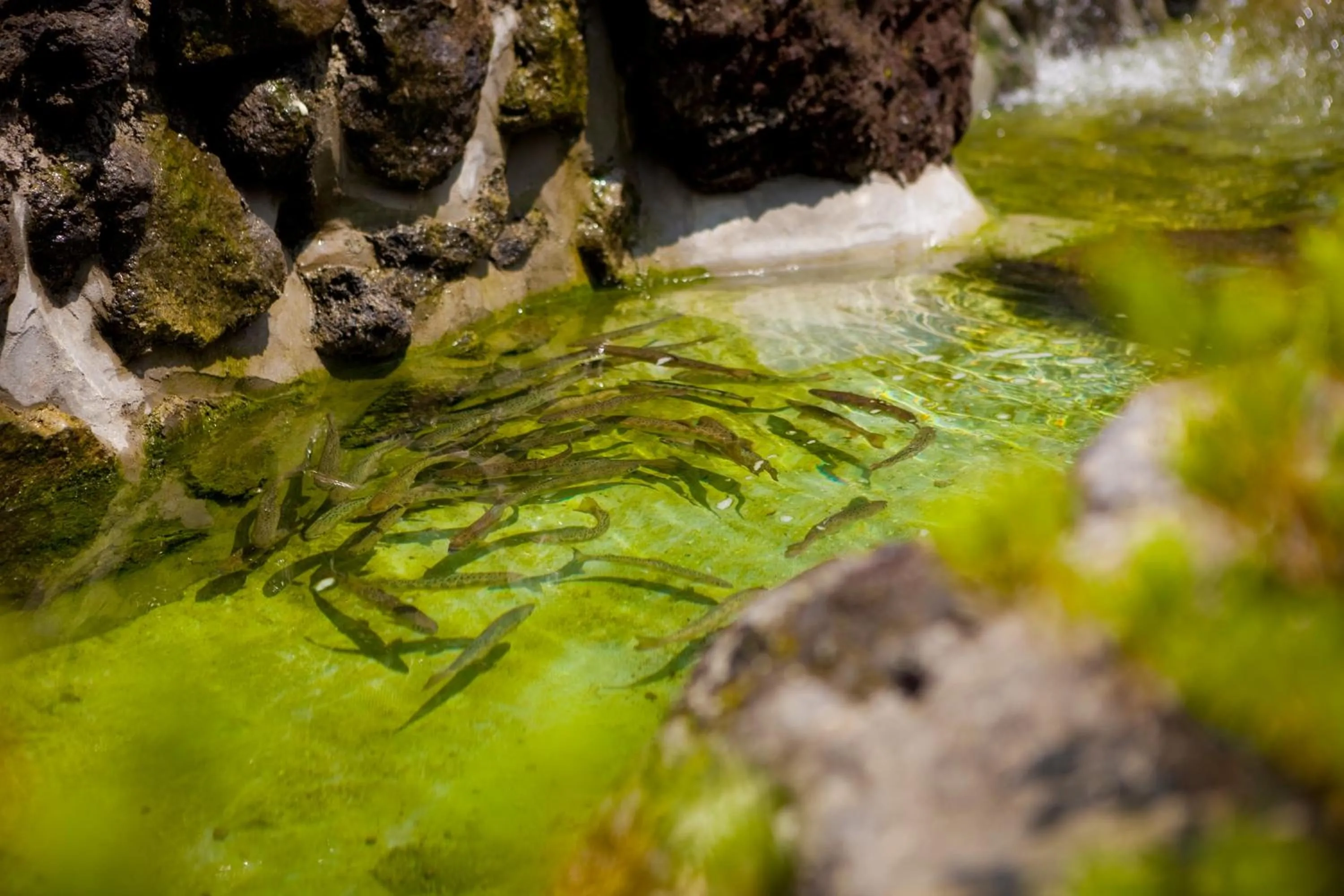 Garden in Kurokawa Mori no Cottage