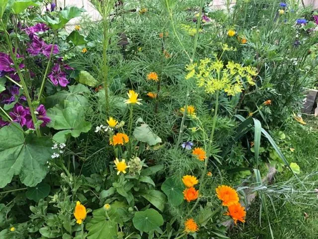 Garden in Les chambres d'hôtes de Pascale