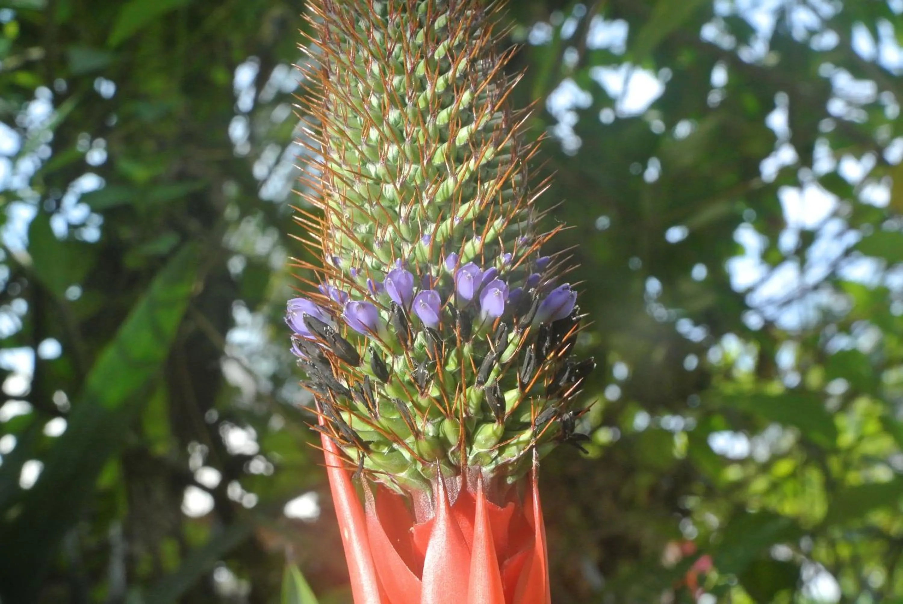 Garden view in Complexo de Pousadas Caraguatá