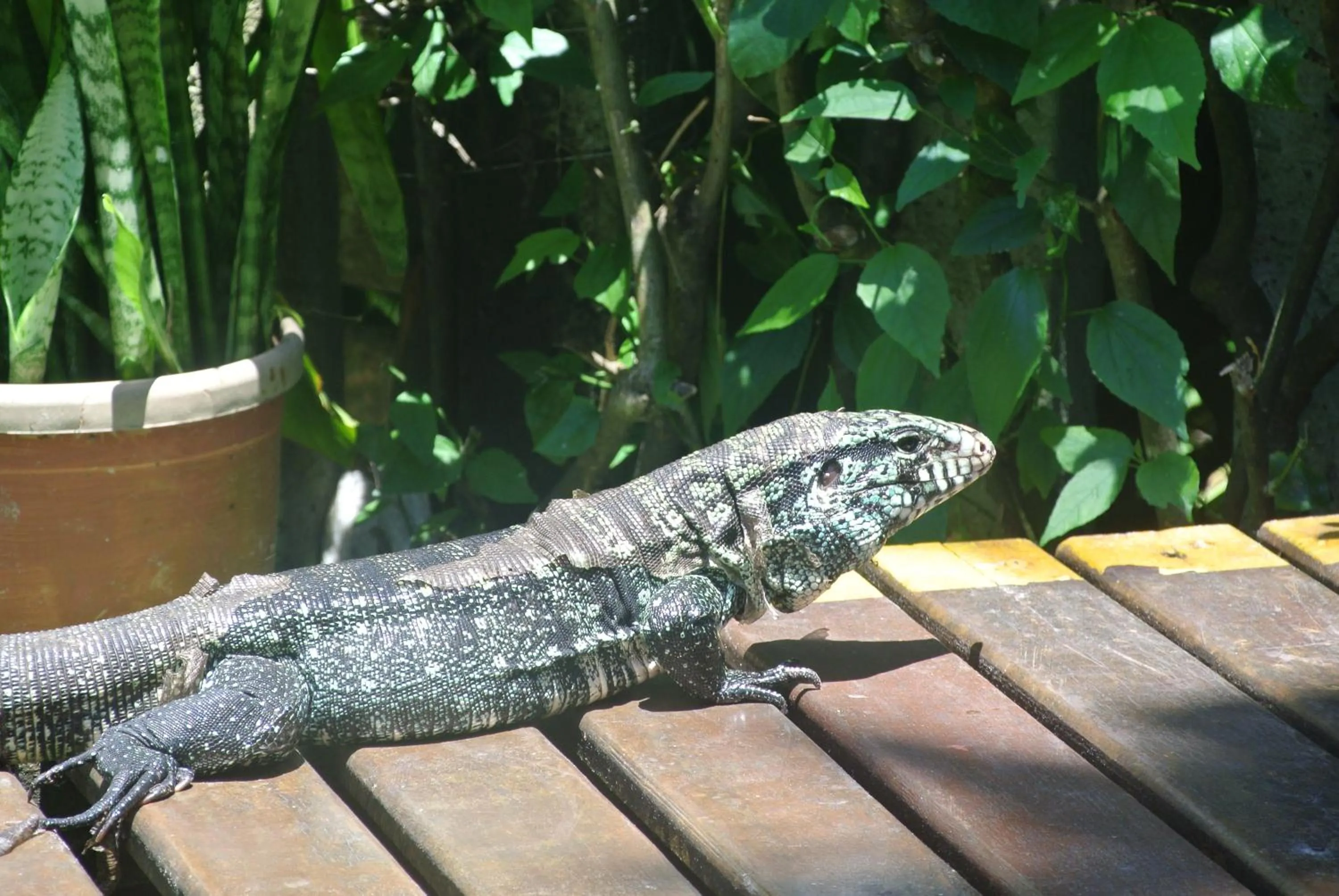 Animals in Complexo de Pousadas Caraguatá
