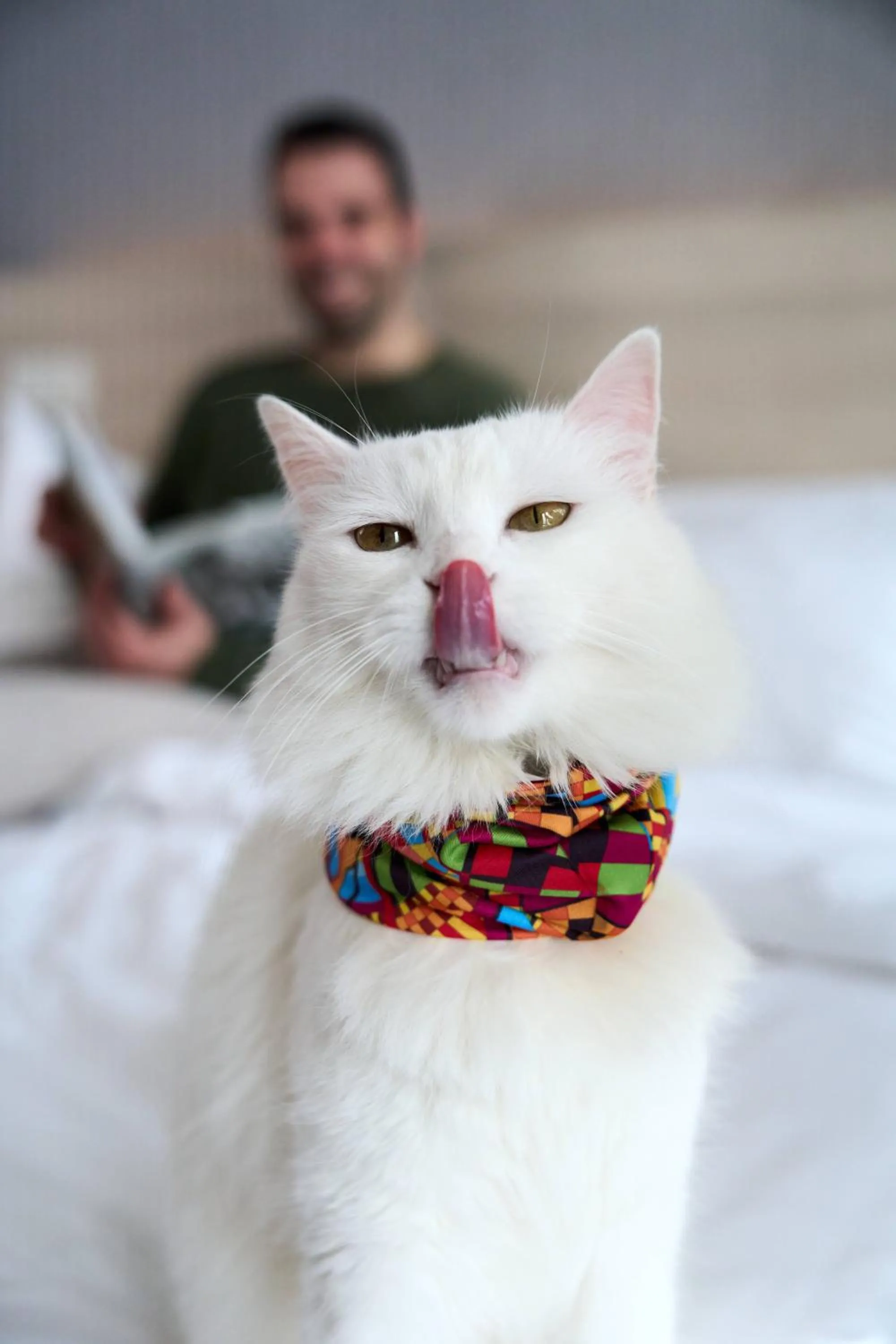 Pets in Pullman Vina del Mar San Martin