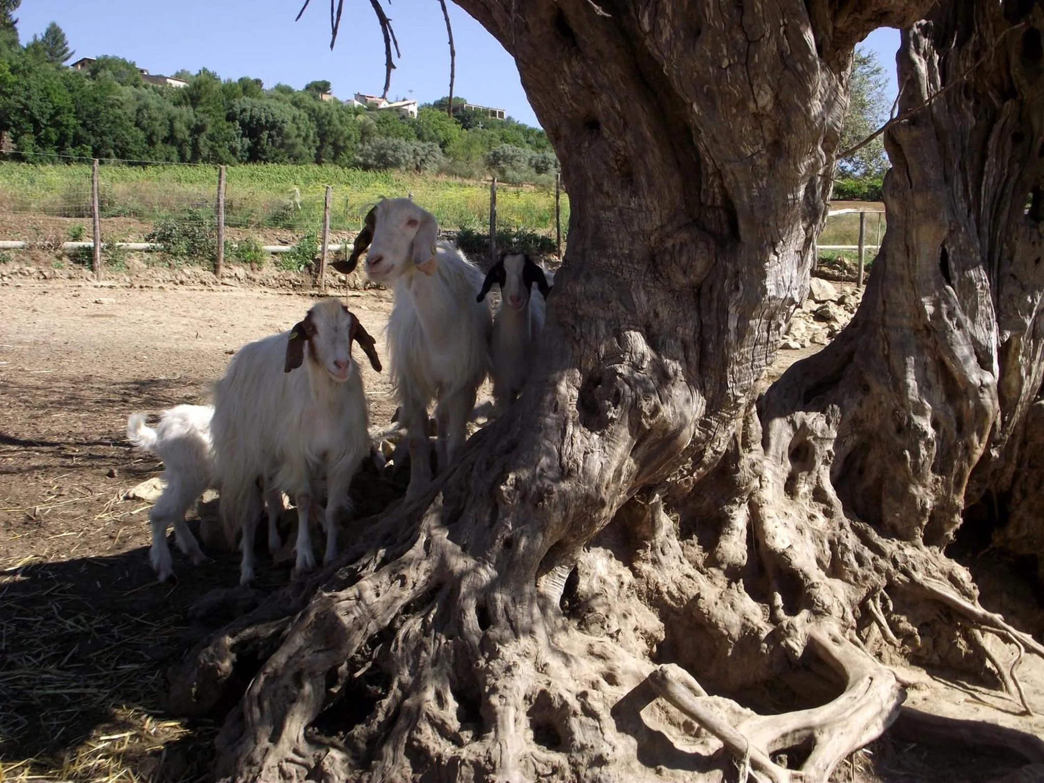 Facade/entrance in Il Casale Delle Rose