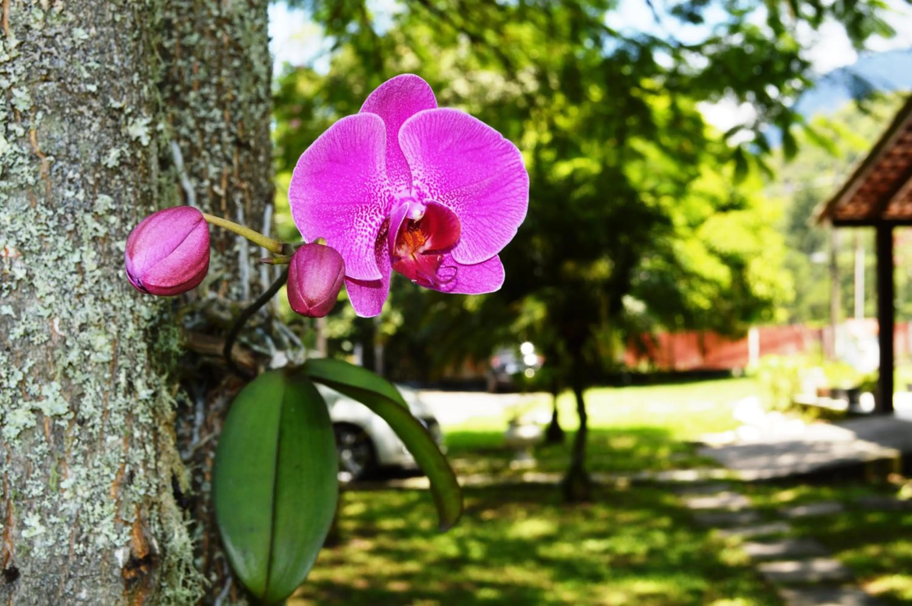 Spring in Aconchegos Ile de France