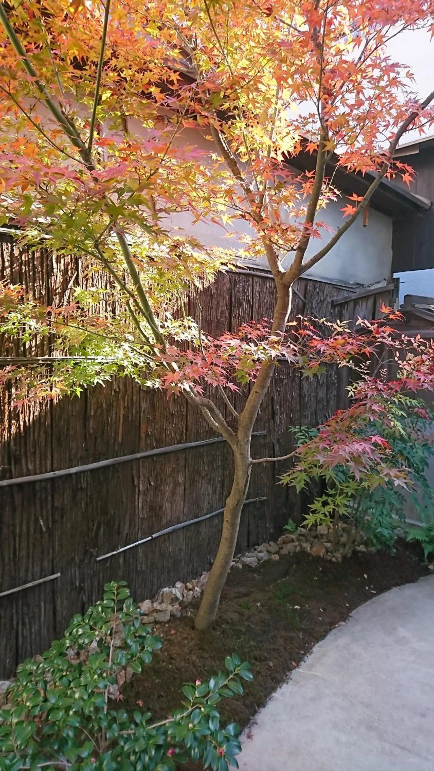 Garden in Ryokan Tanoya