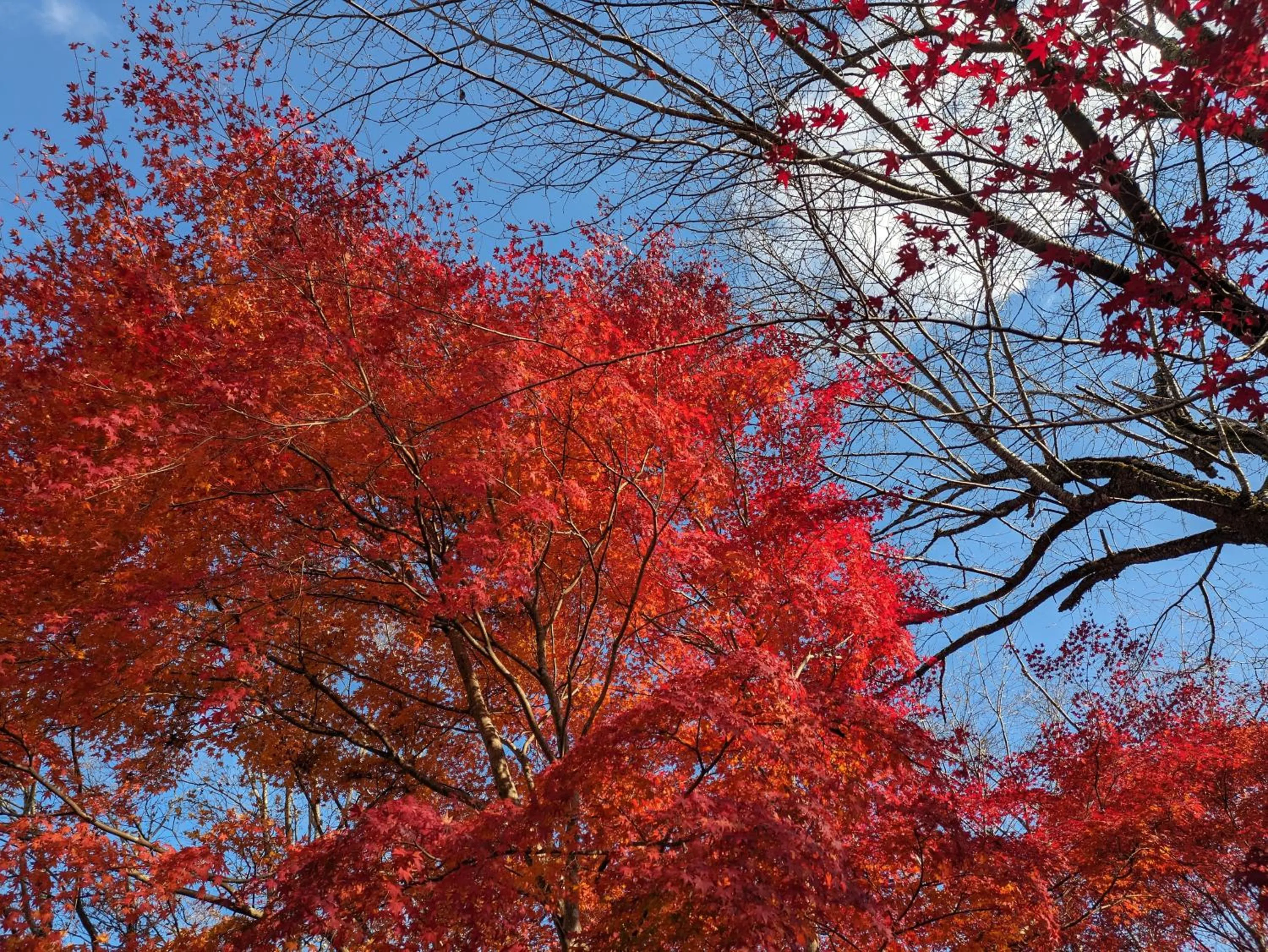 View (from property/room) in Ryokan Tanoya