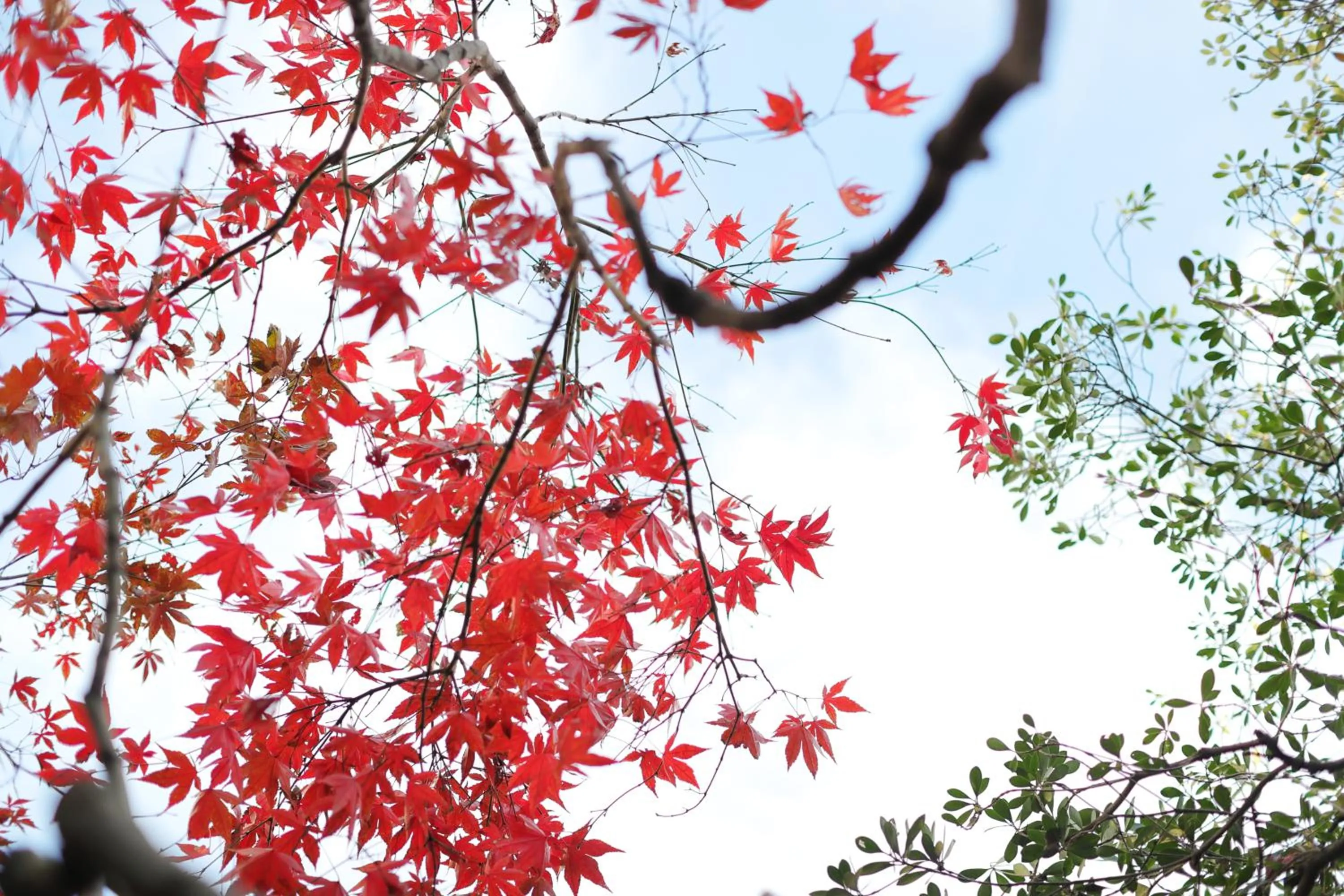 Garden view in Ryokan Tanoya