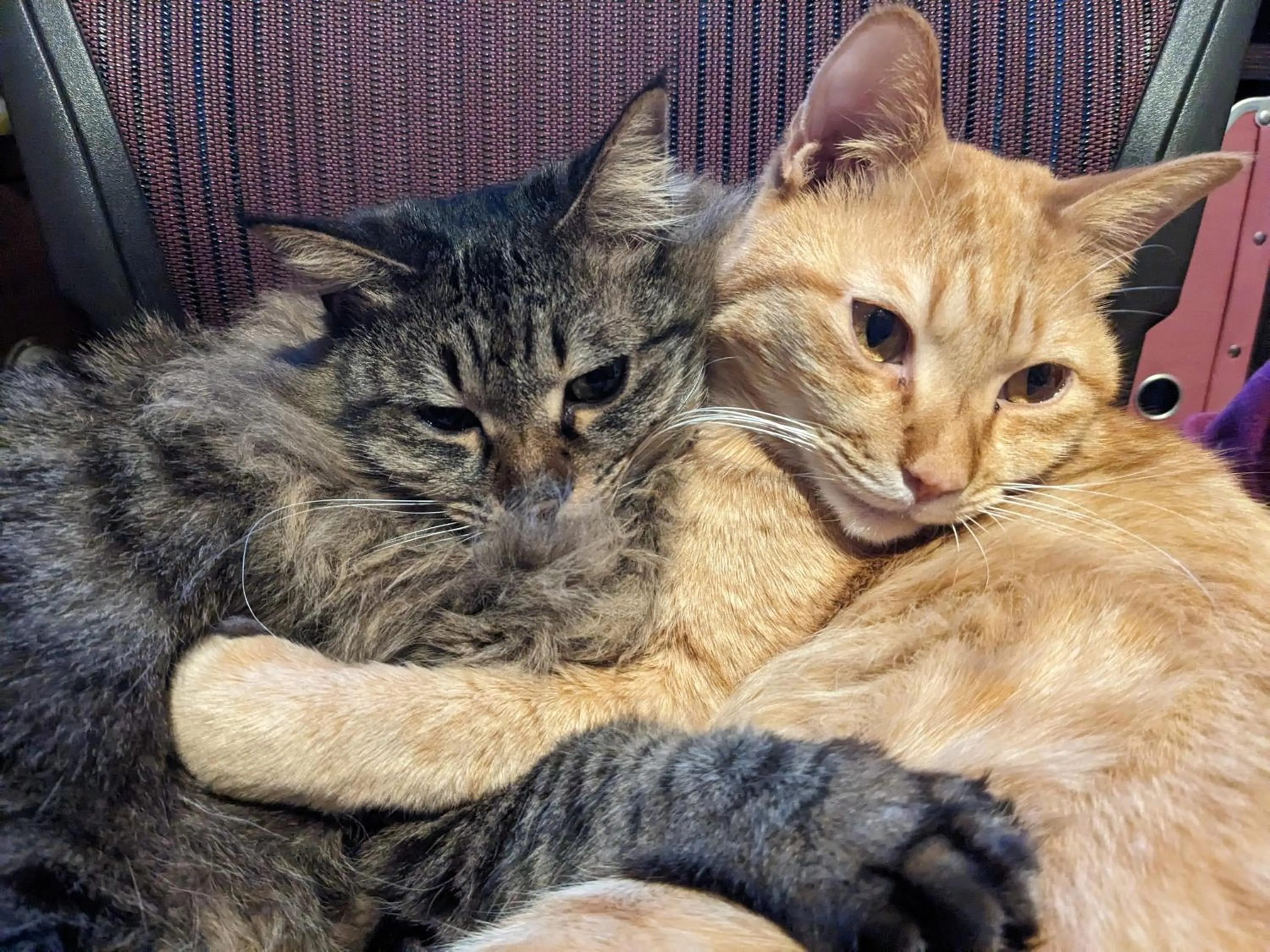 Pets in Ryokan Tanoya