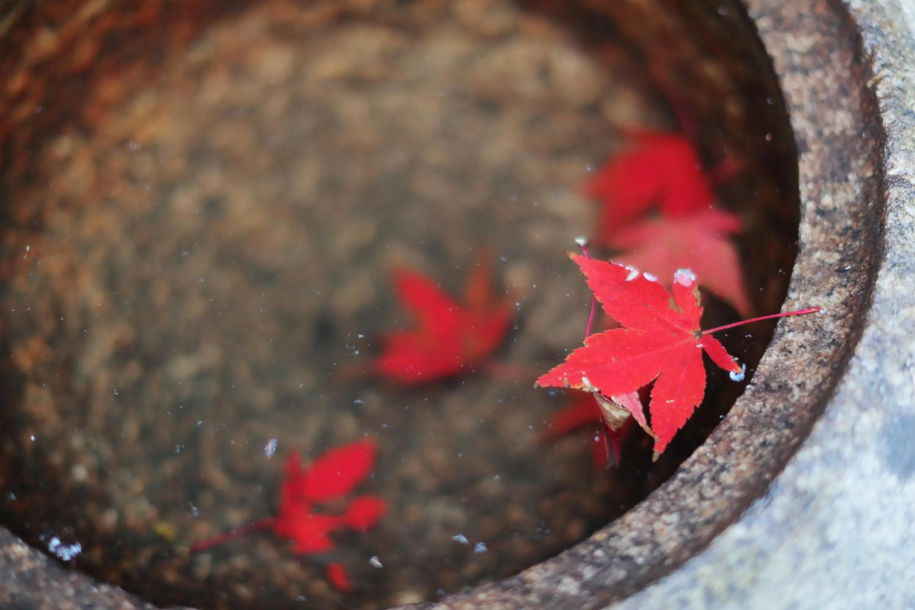 Garden view in Ryokan Tanoya