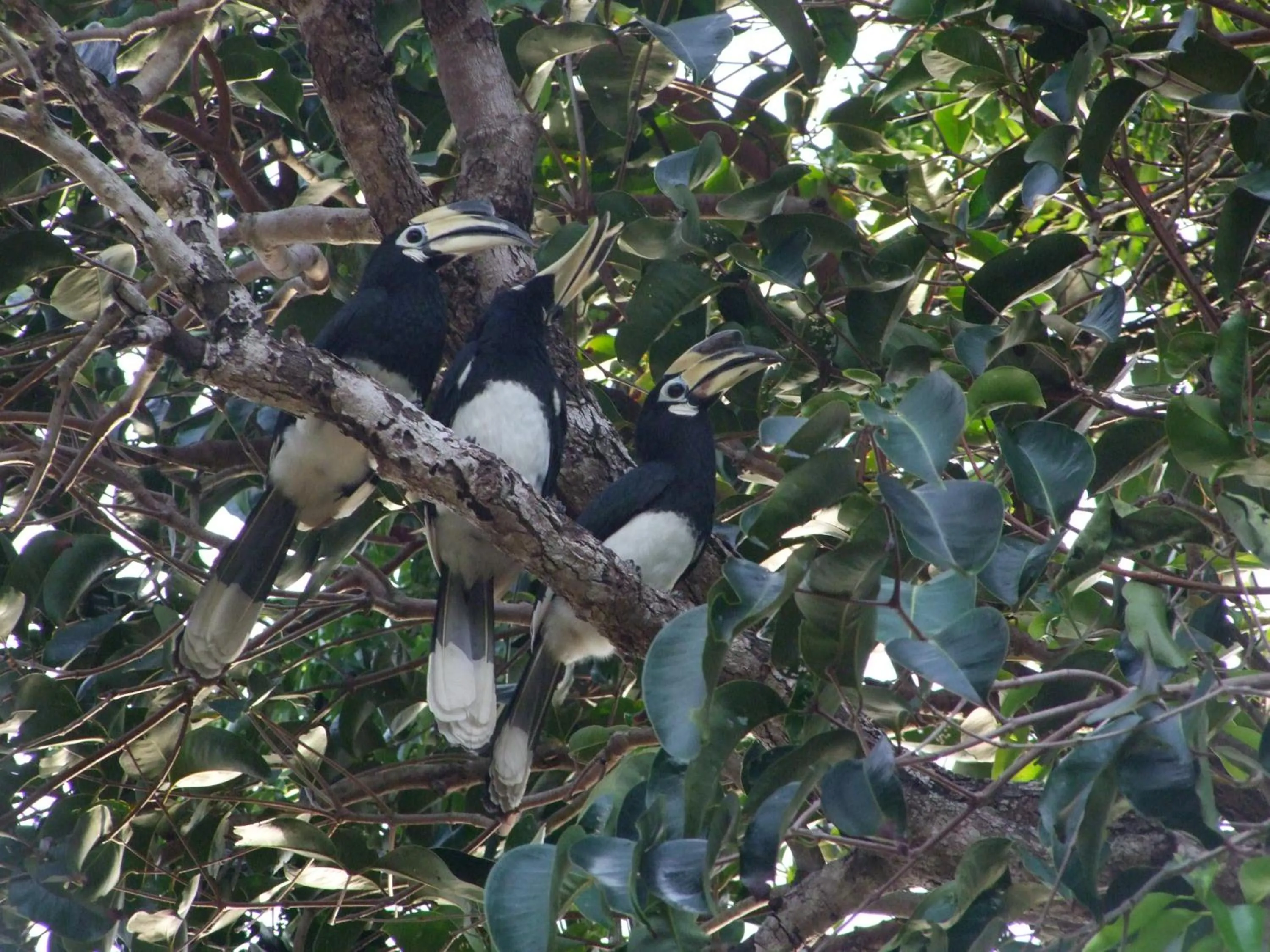 View (from property/room) in Baan Suan Kayoo 2 Buffalo Bay Aow Khao Kwai