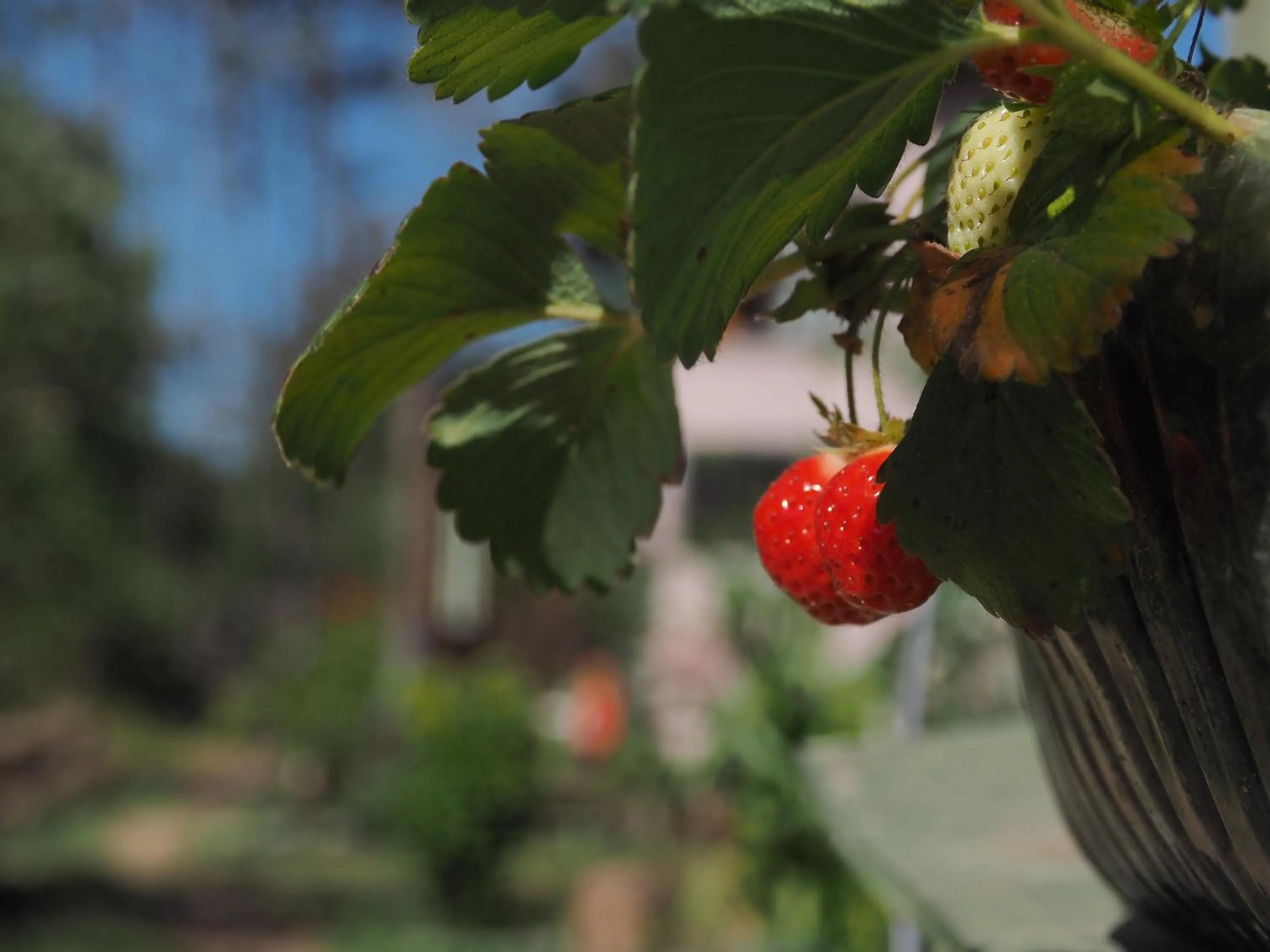 Food close-up in Eco Choclo