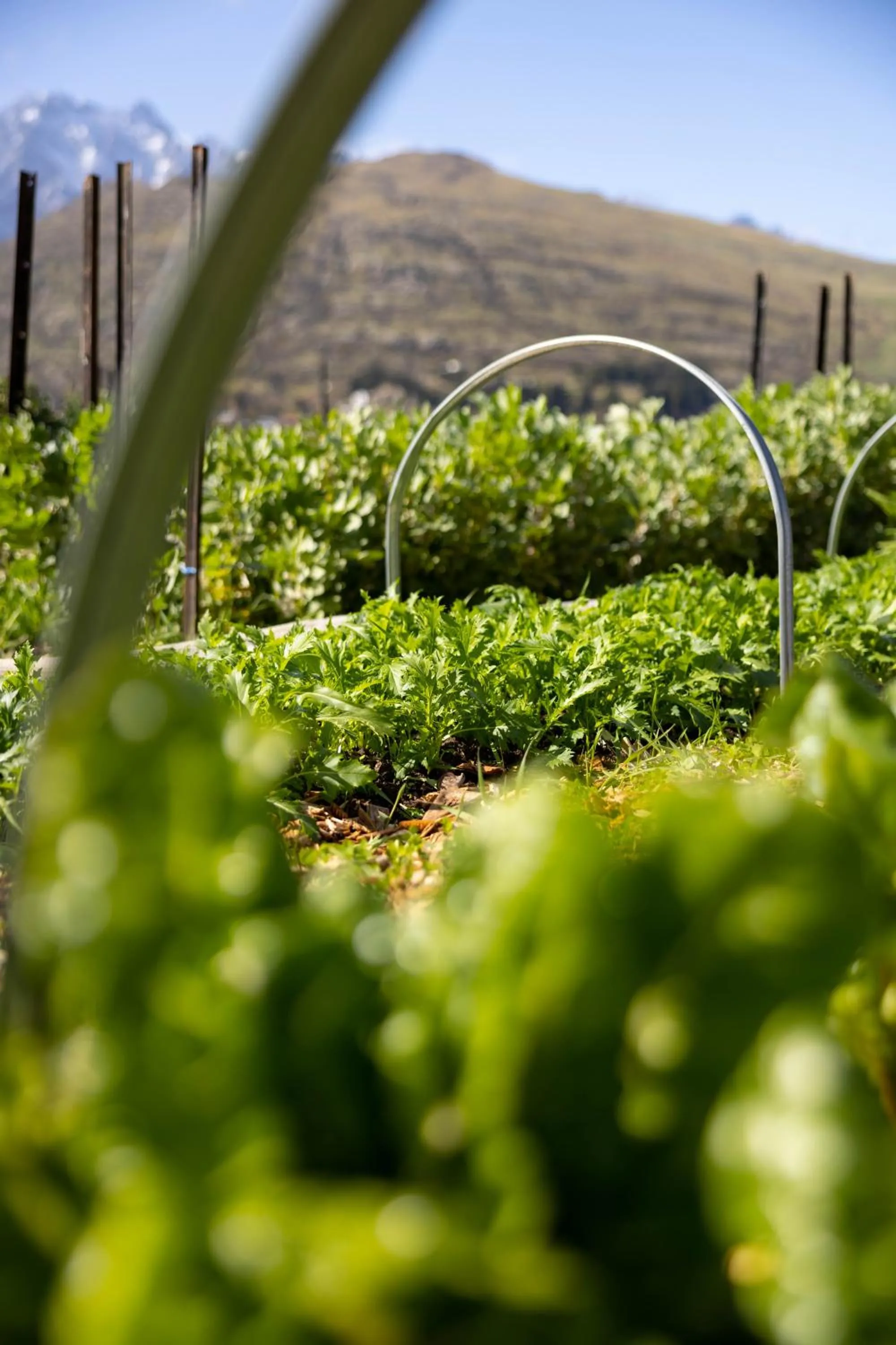 Restaurant/places to eat in Sherwood Queenstown