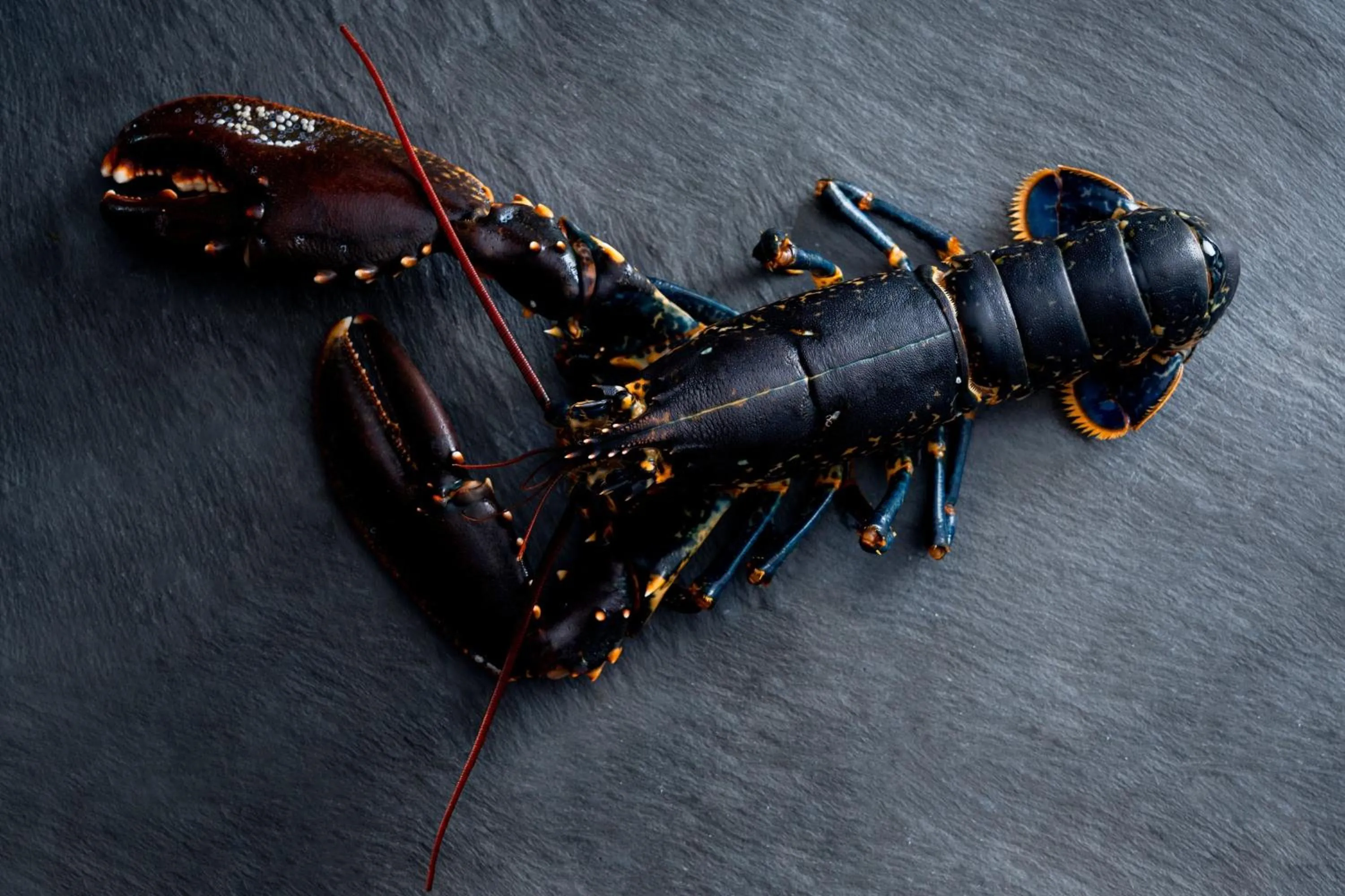 Restaurant/places to eat in The Ritz-Carlton, Hong Kong