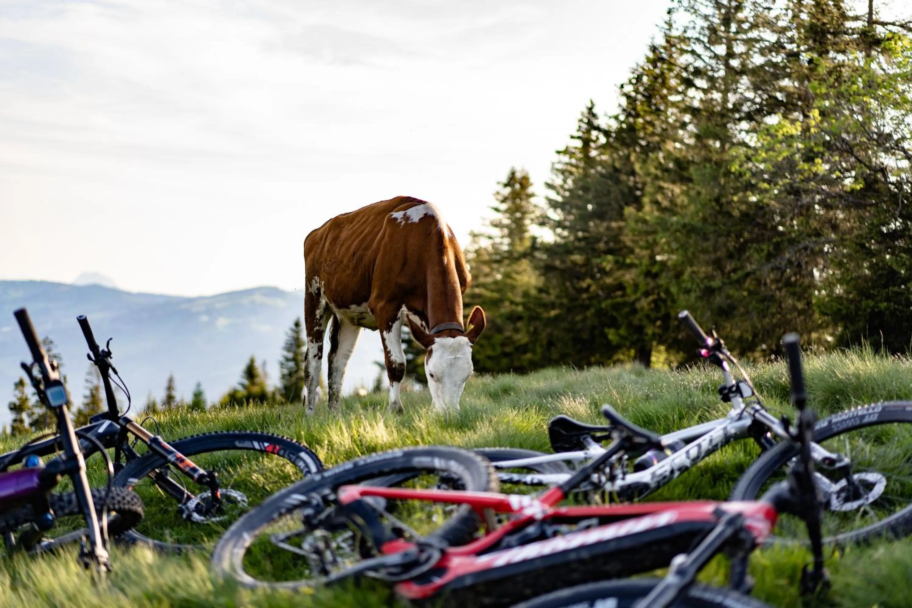 Natural landscape in Hotel Sonne - Self Check-in