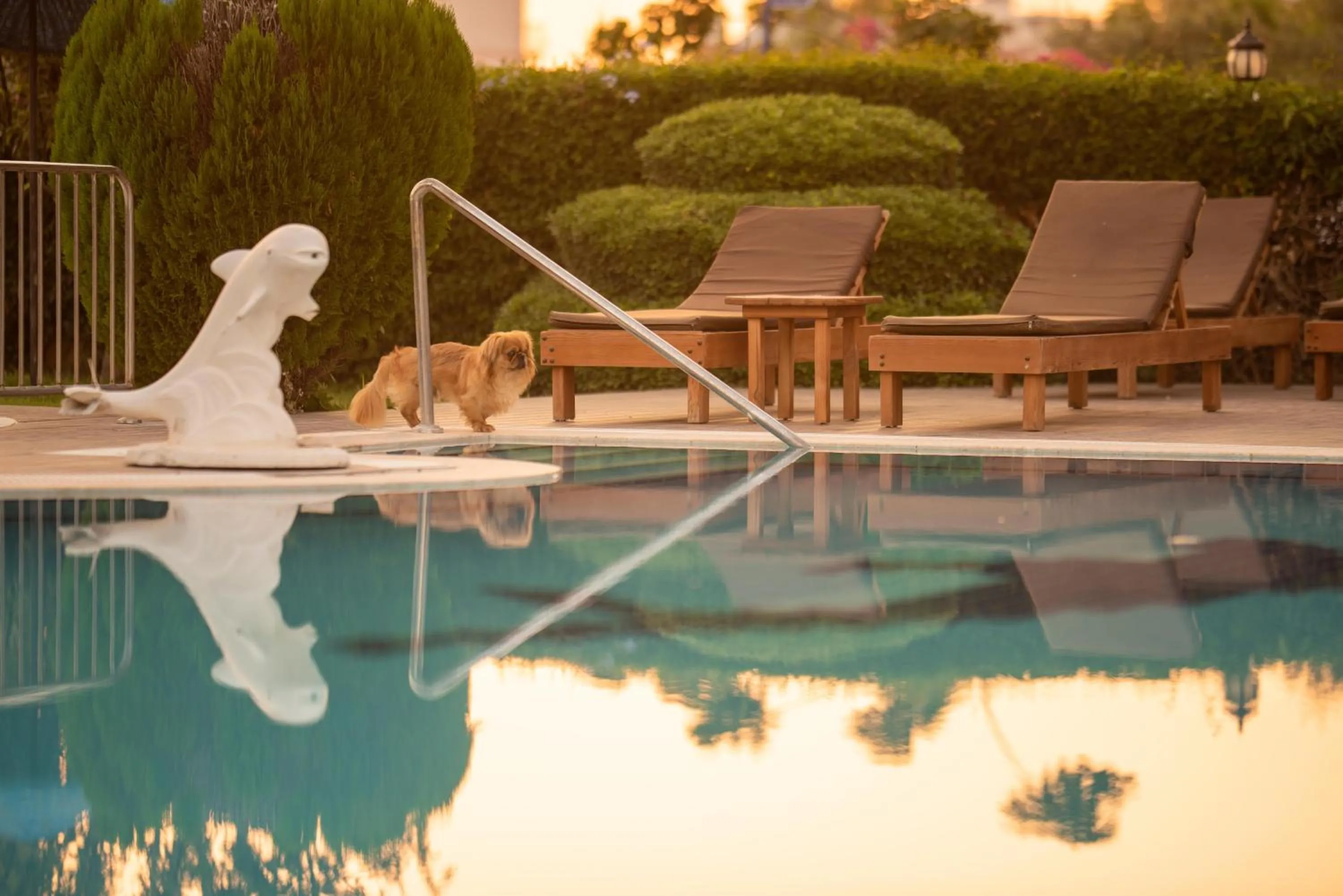 Pets in Golden Moon Hotel