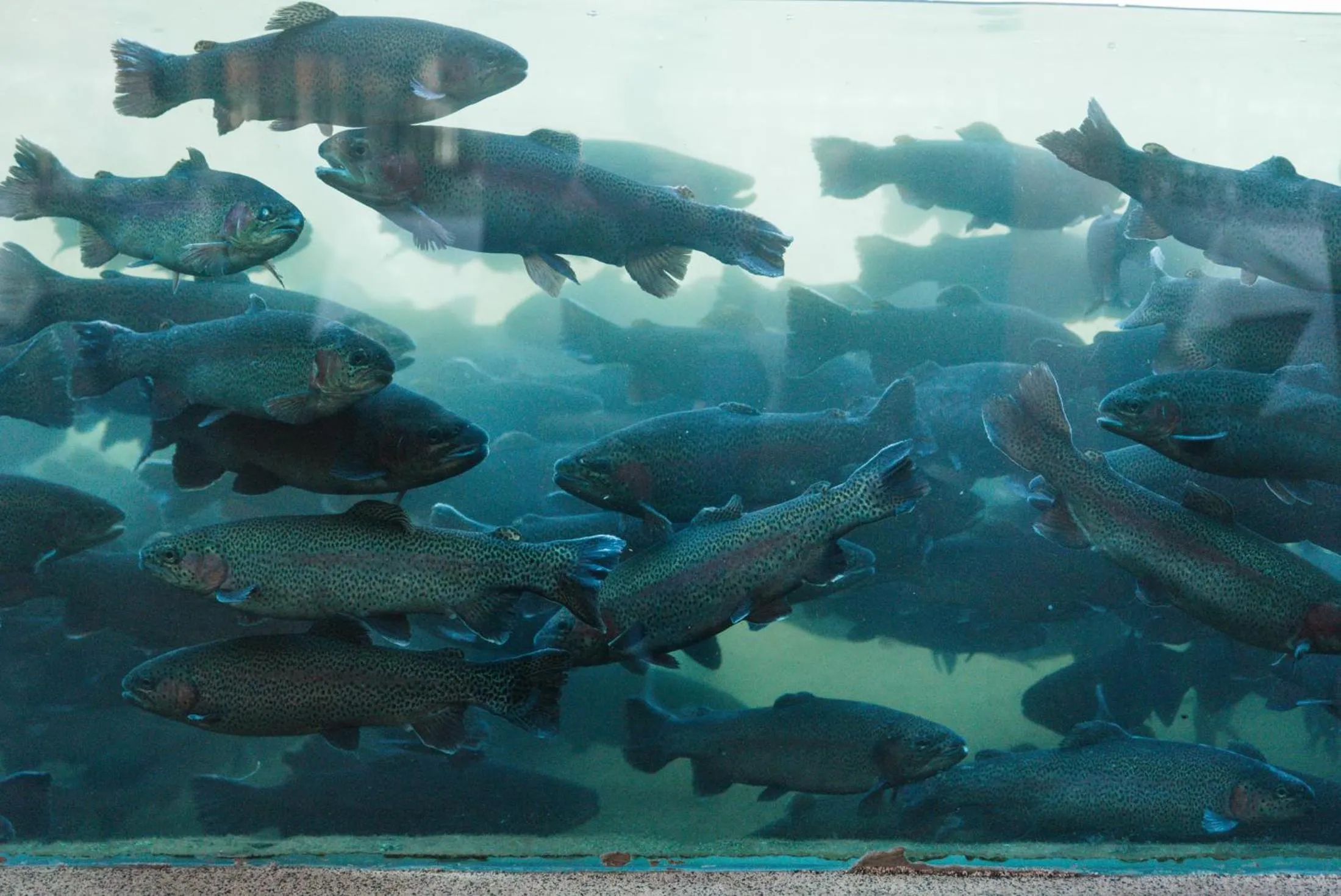 Restaurant/places to eat in Idi Hotel