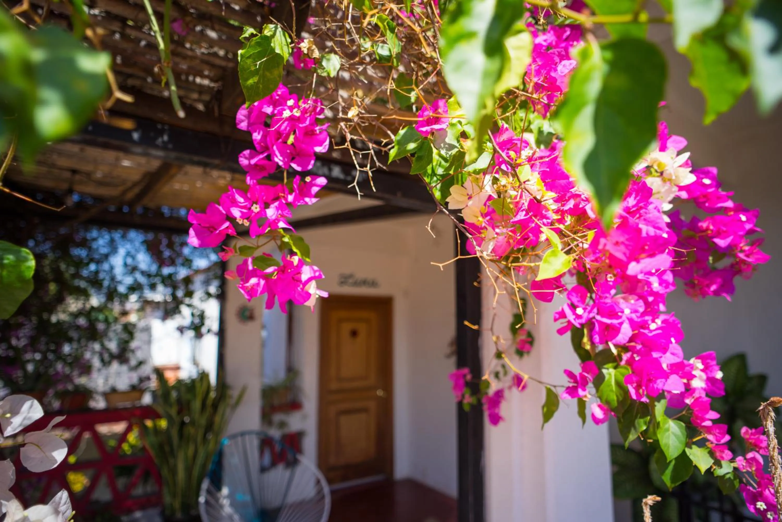 El Diablo y la Sandia B&B