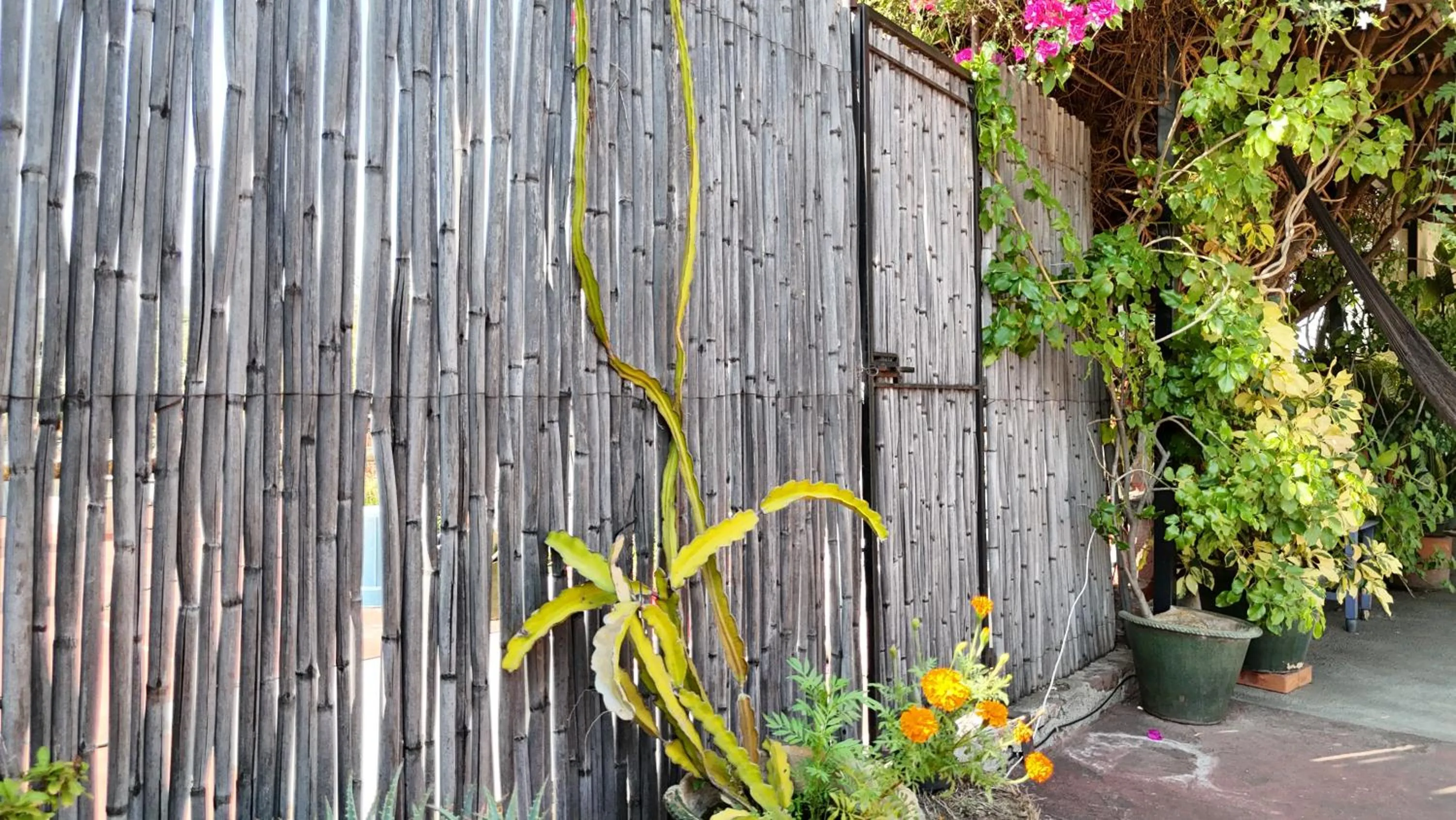 El Diablo y la Sandia B&B