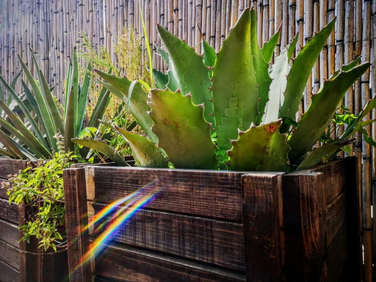 El Diablo y la Sandia B&B