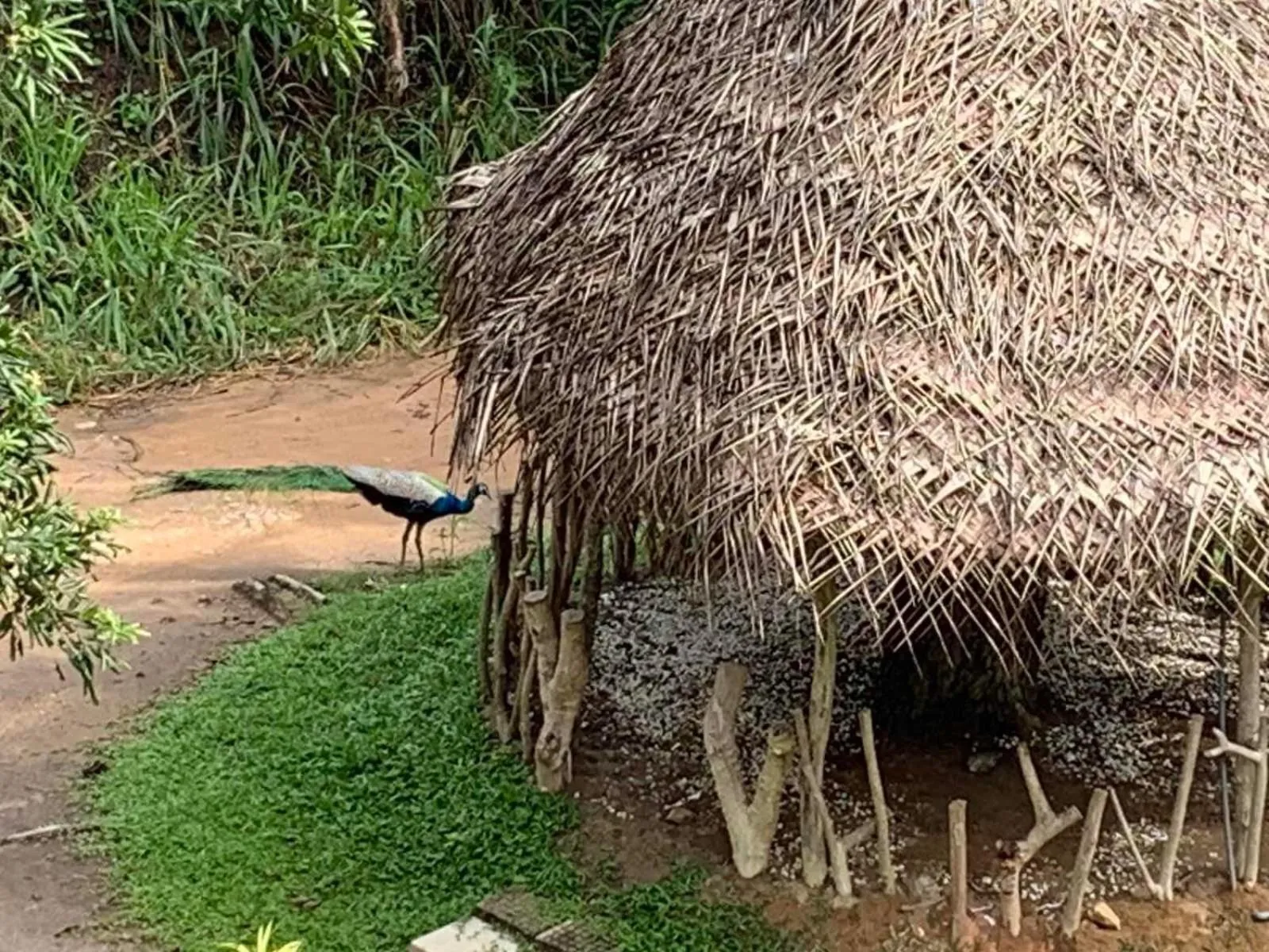 Natural landscape in Sigiriya Rock Hide