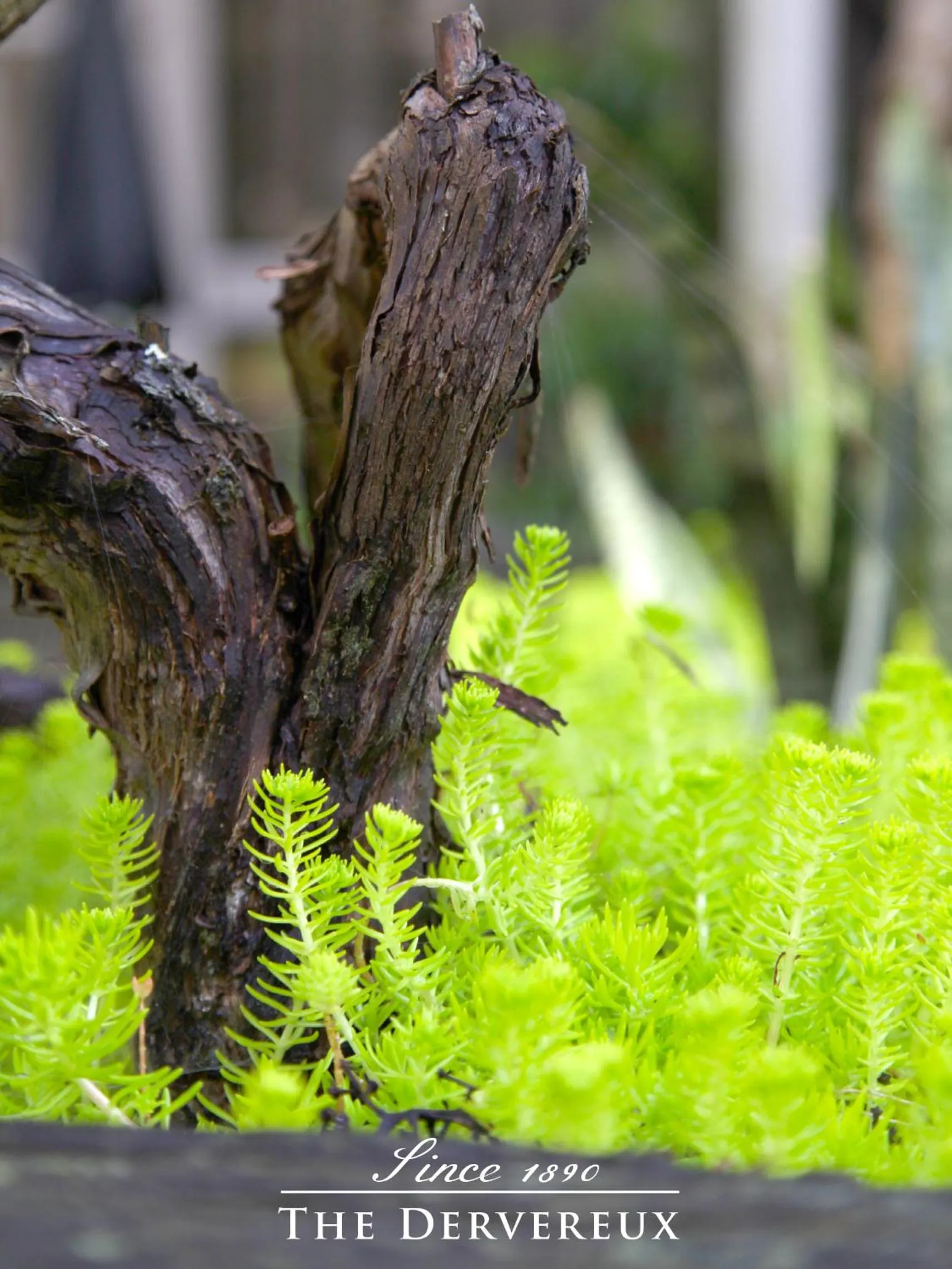 Garden in The Devereux Boutique Hotel