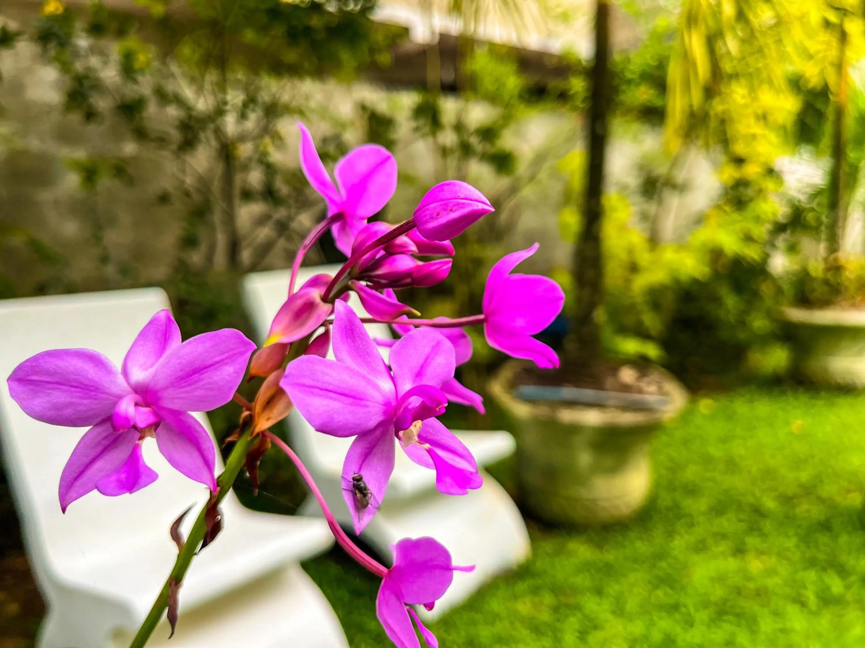 Spring in Galle Camellia