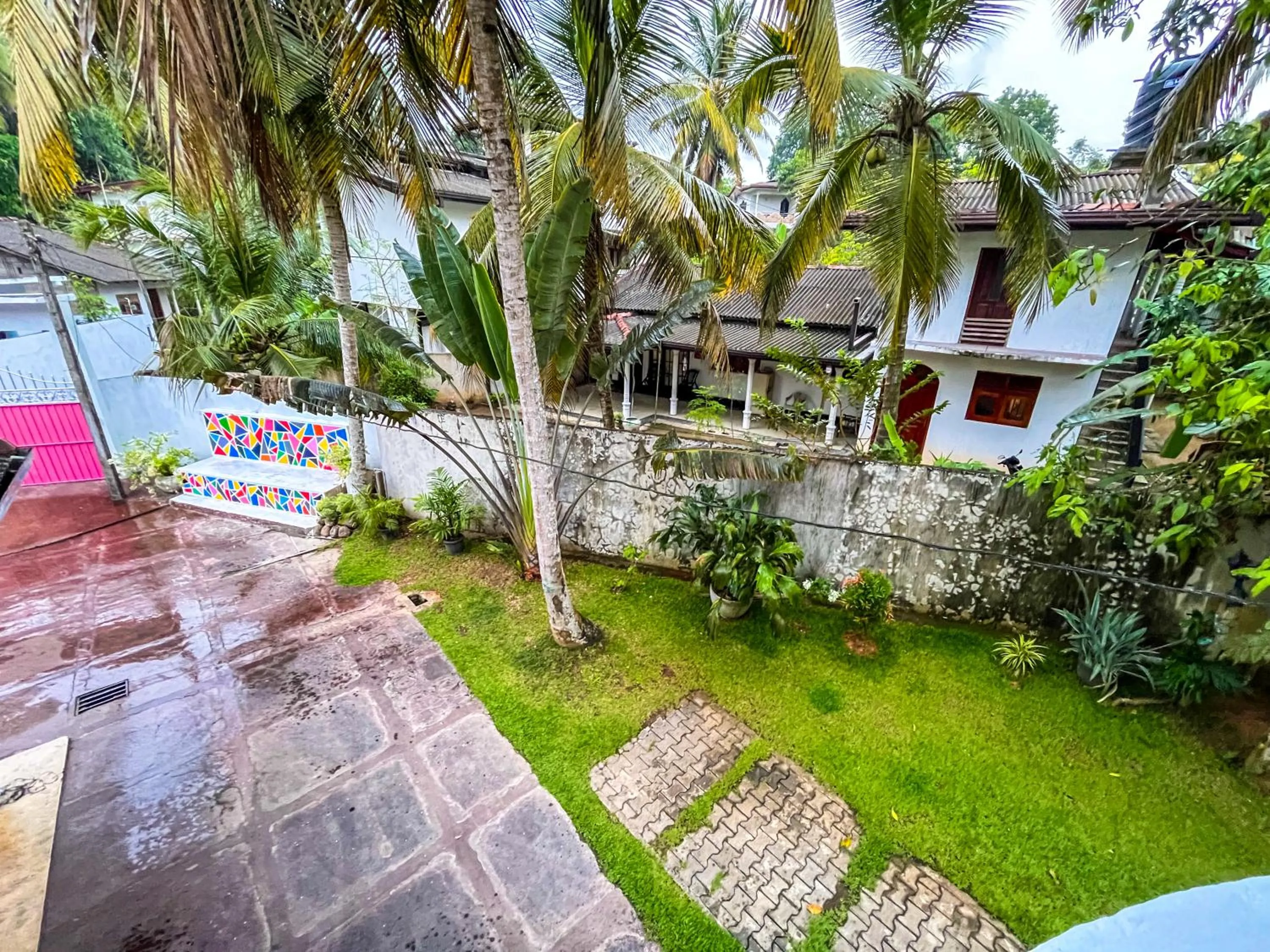Garden in Galle Camellia