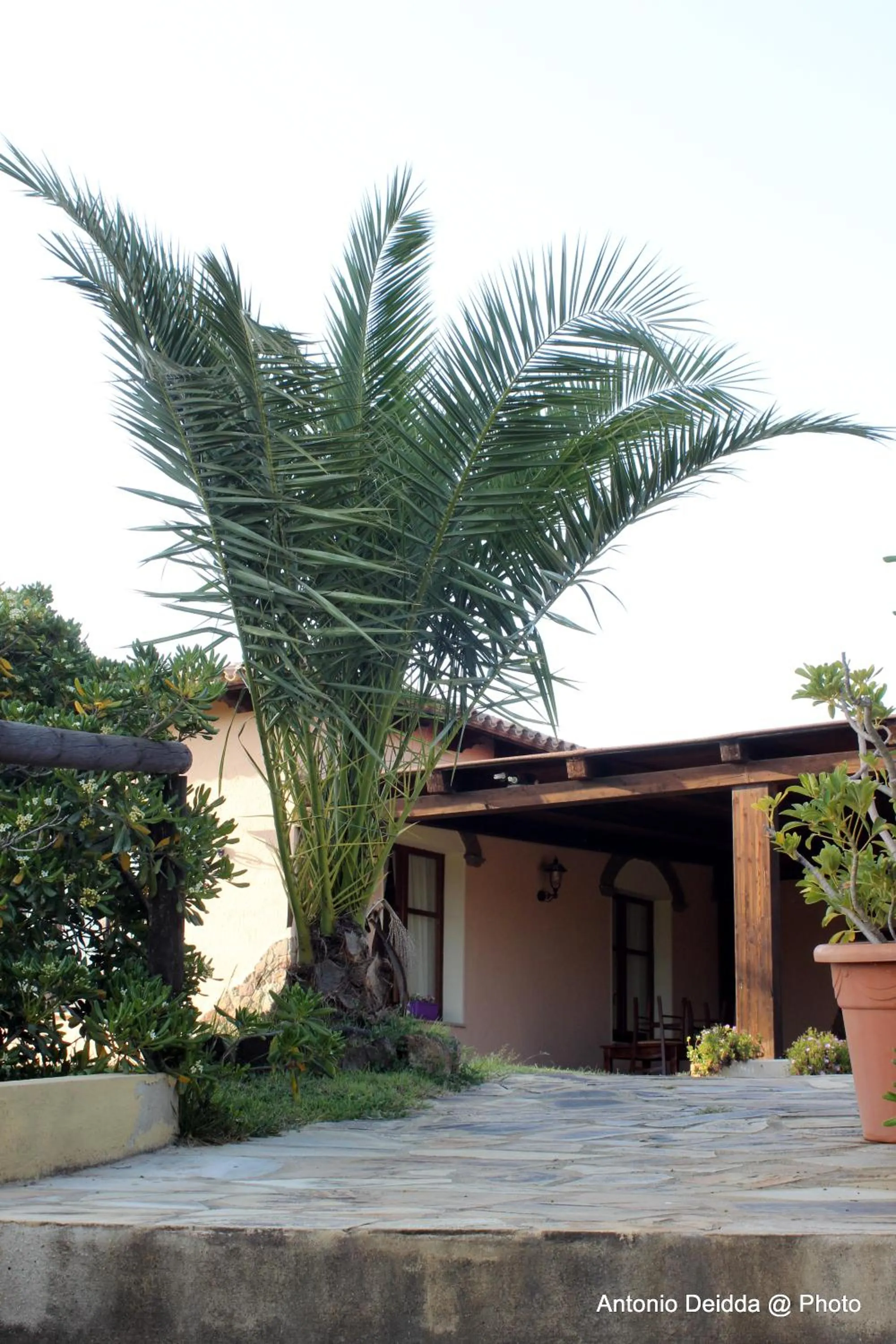 Garden in Hotel Belvedere