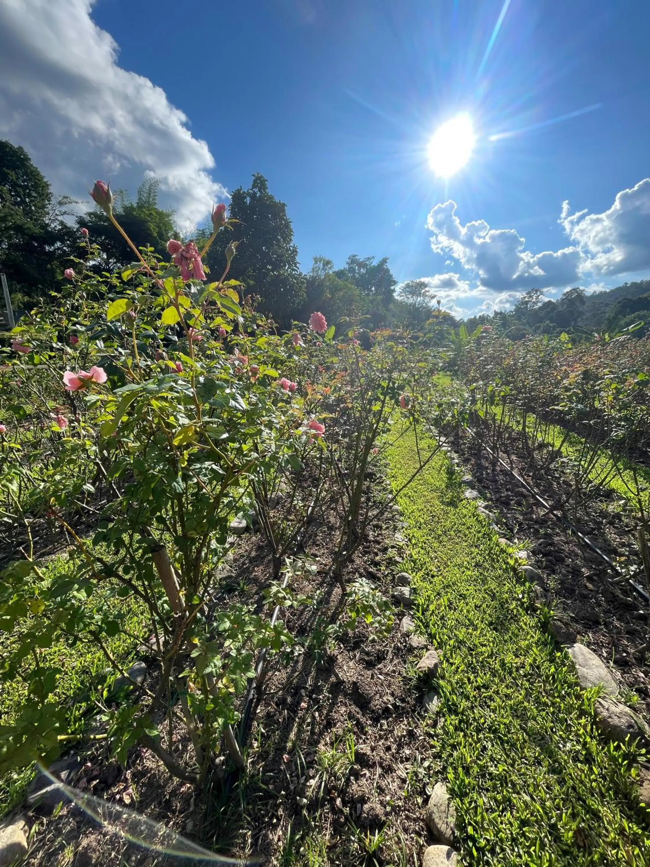 Garden in Tippaya Villa
