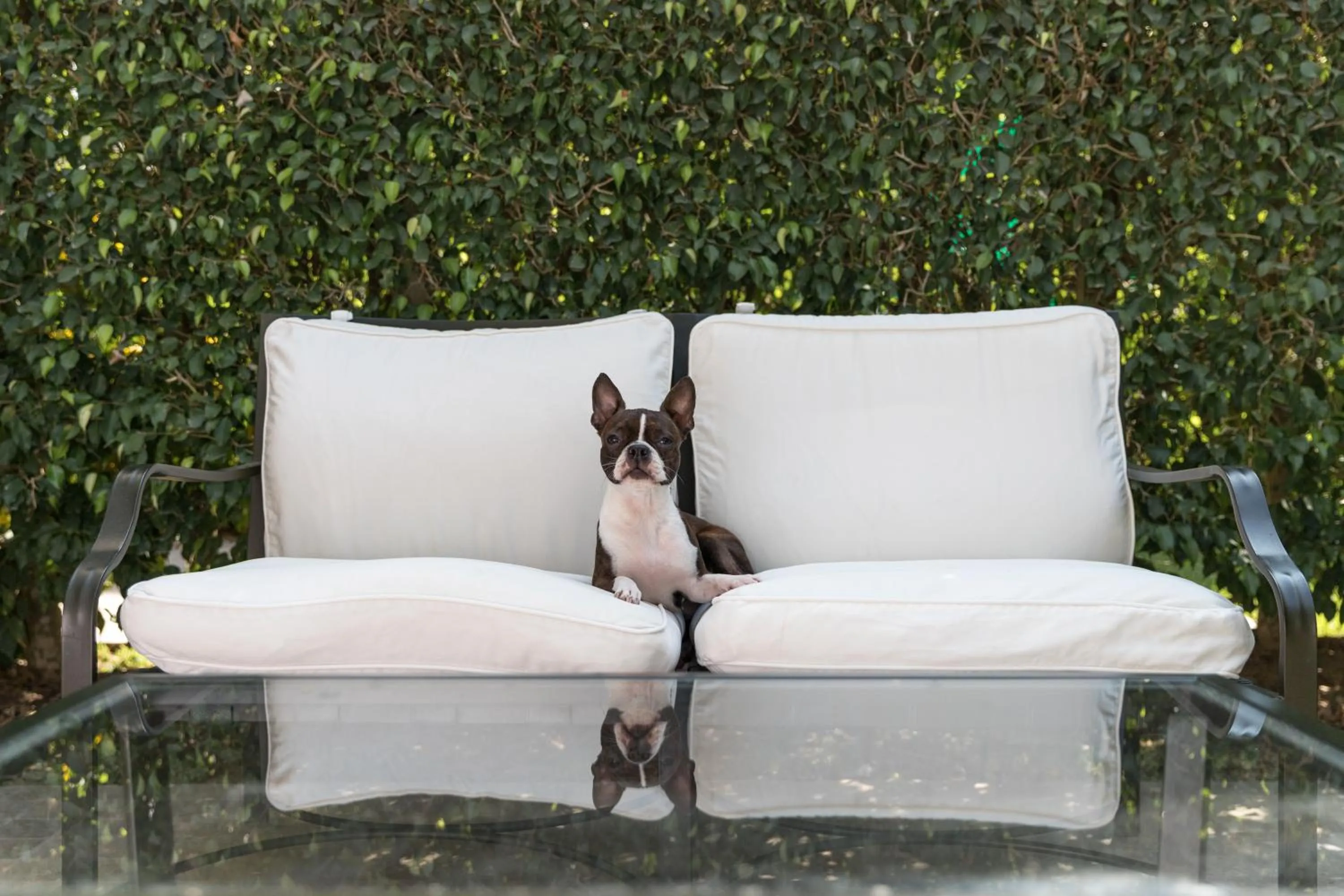 Pets in Country Club Lima Hotel – The Leading Hotels of the World