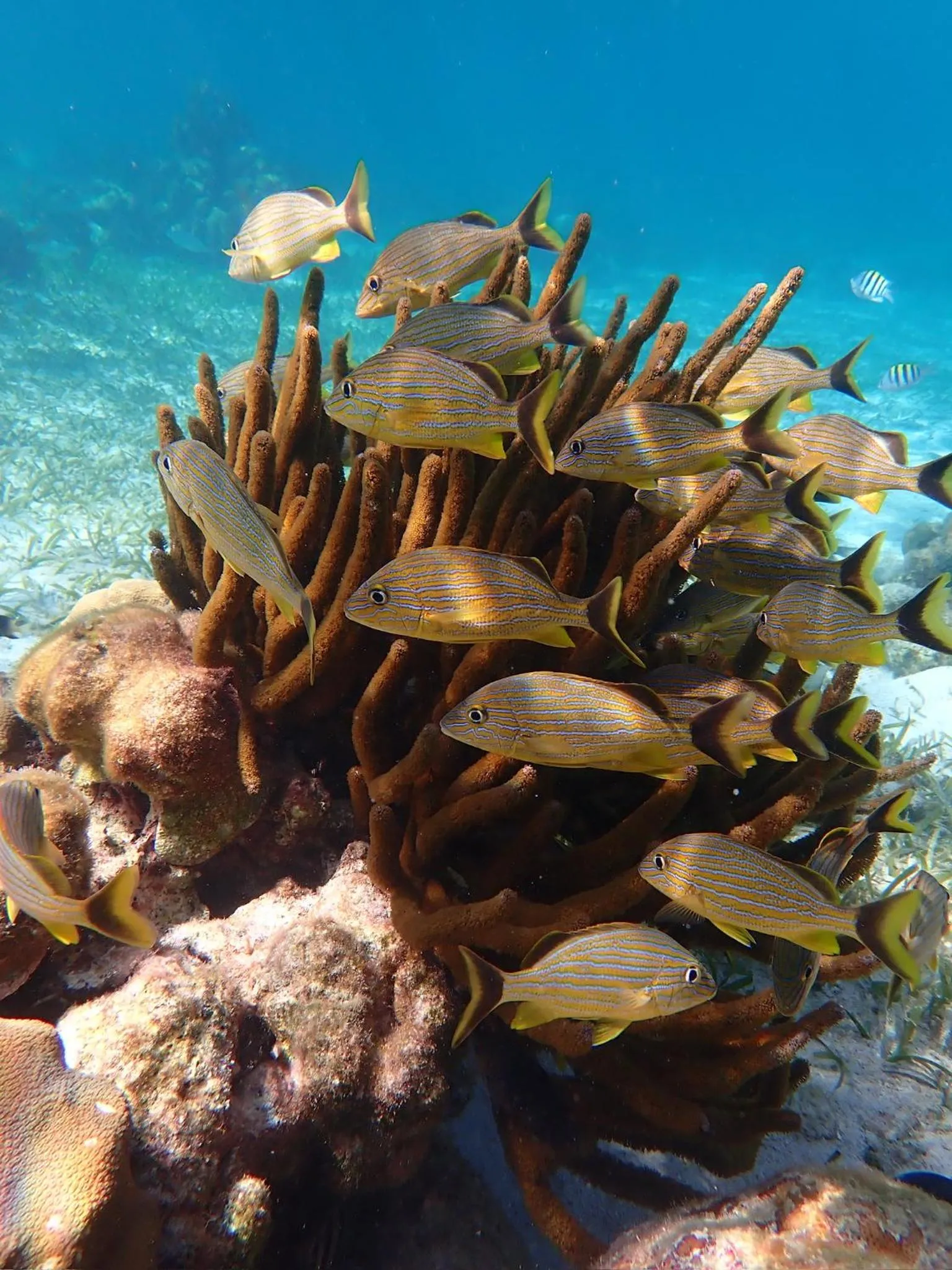 Barefoot Beach Belize