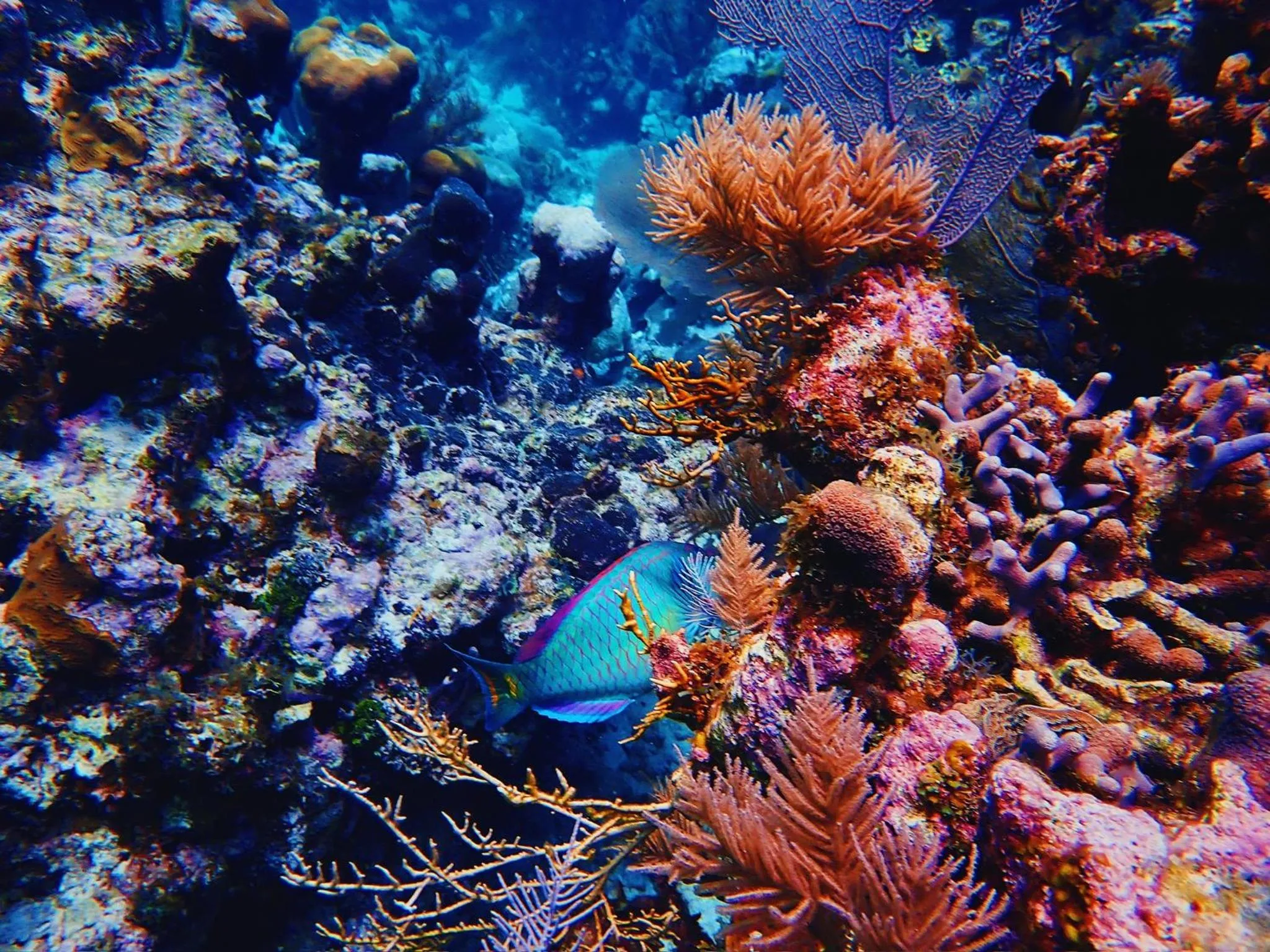 Barefoot Beach Belize