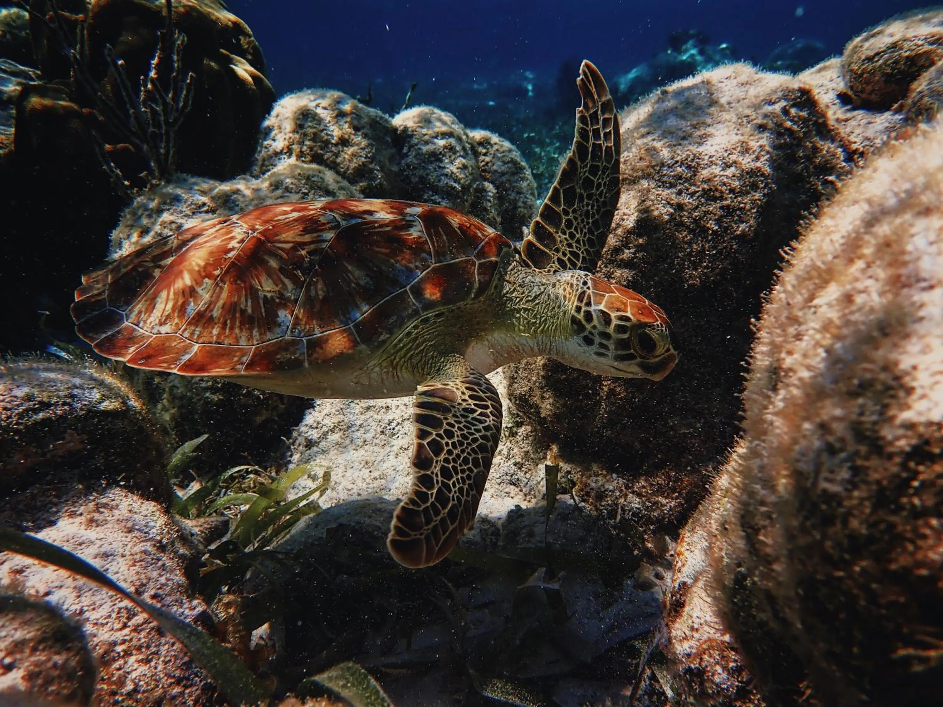Barefoot Beach Belize