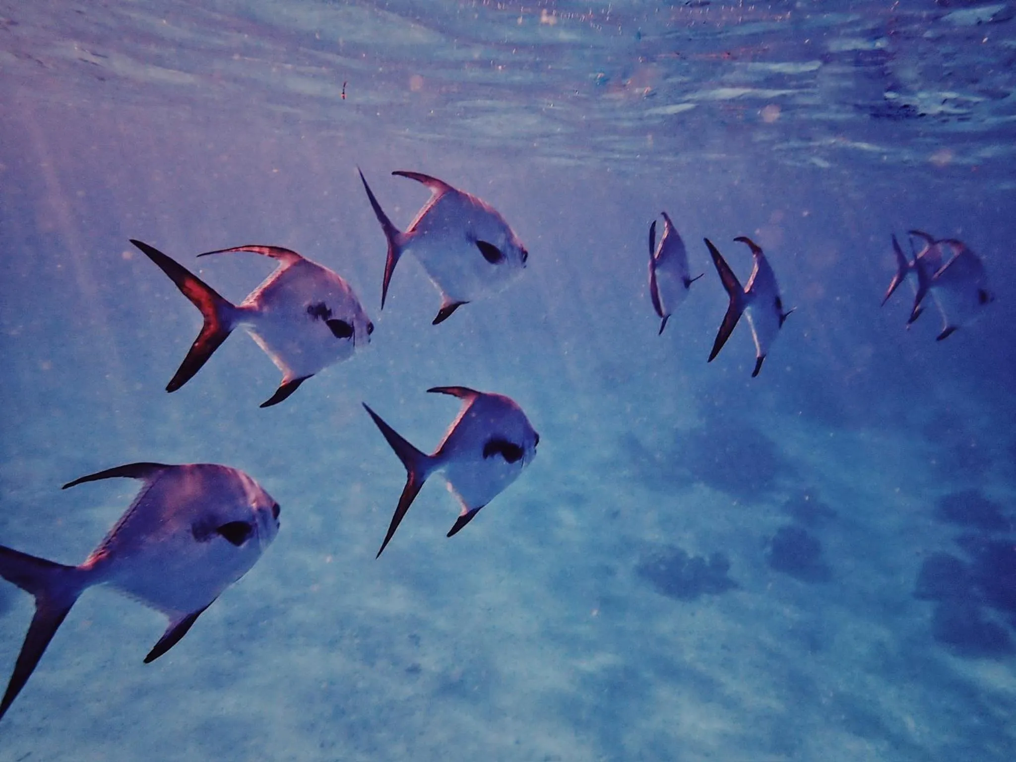 Barefoot Beach Belize