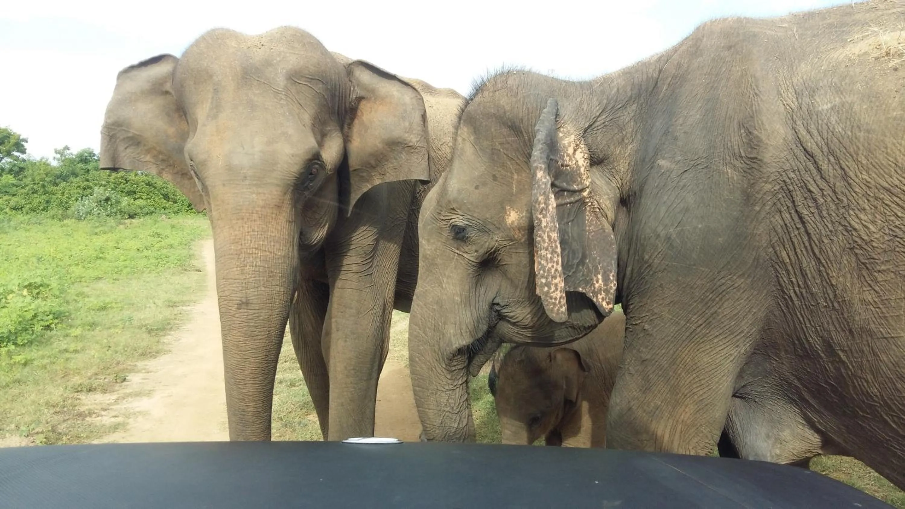 Day in Butterfly Homestead Hotel