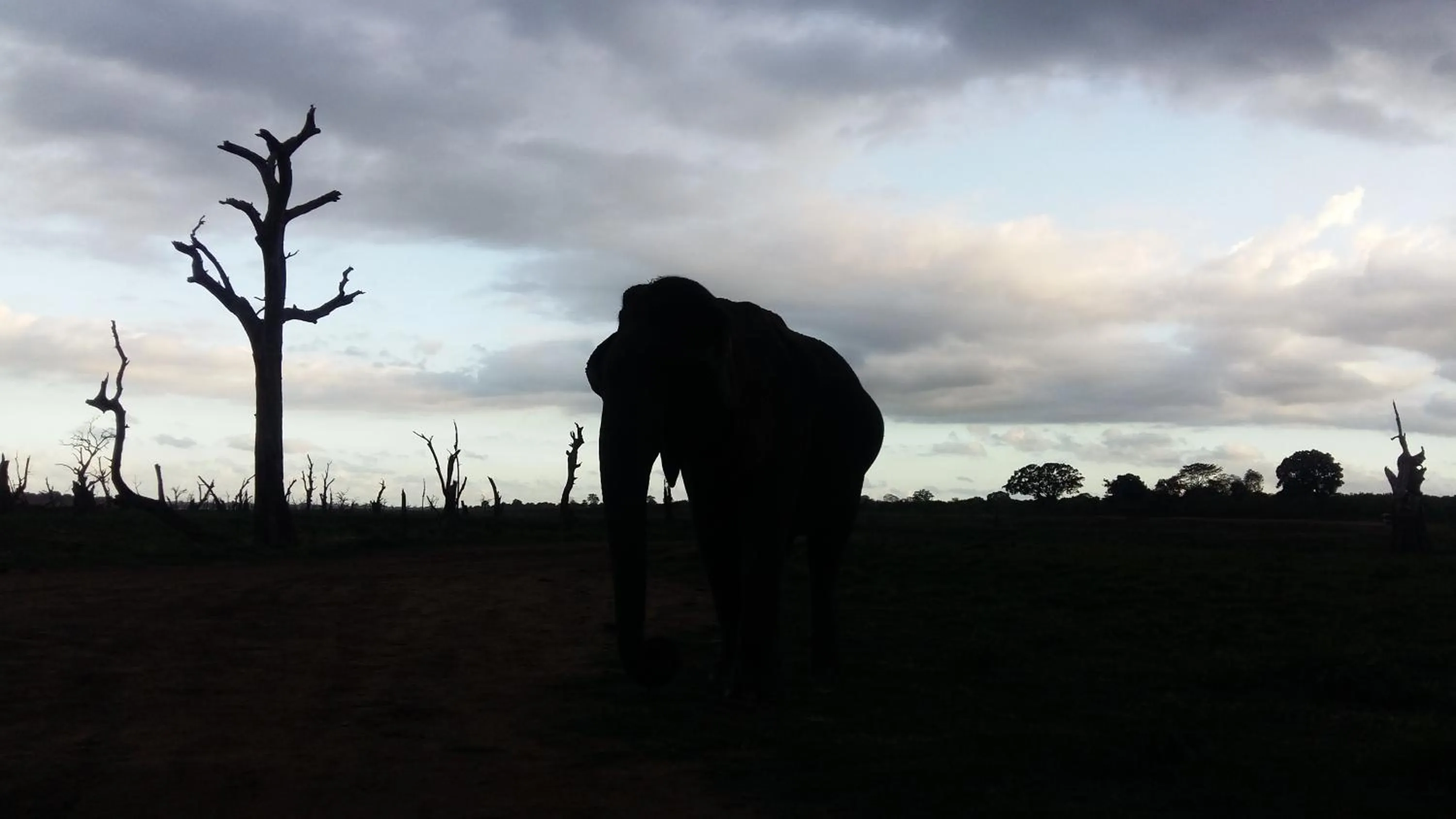 Animals in Butterfly Homestead Hotel
