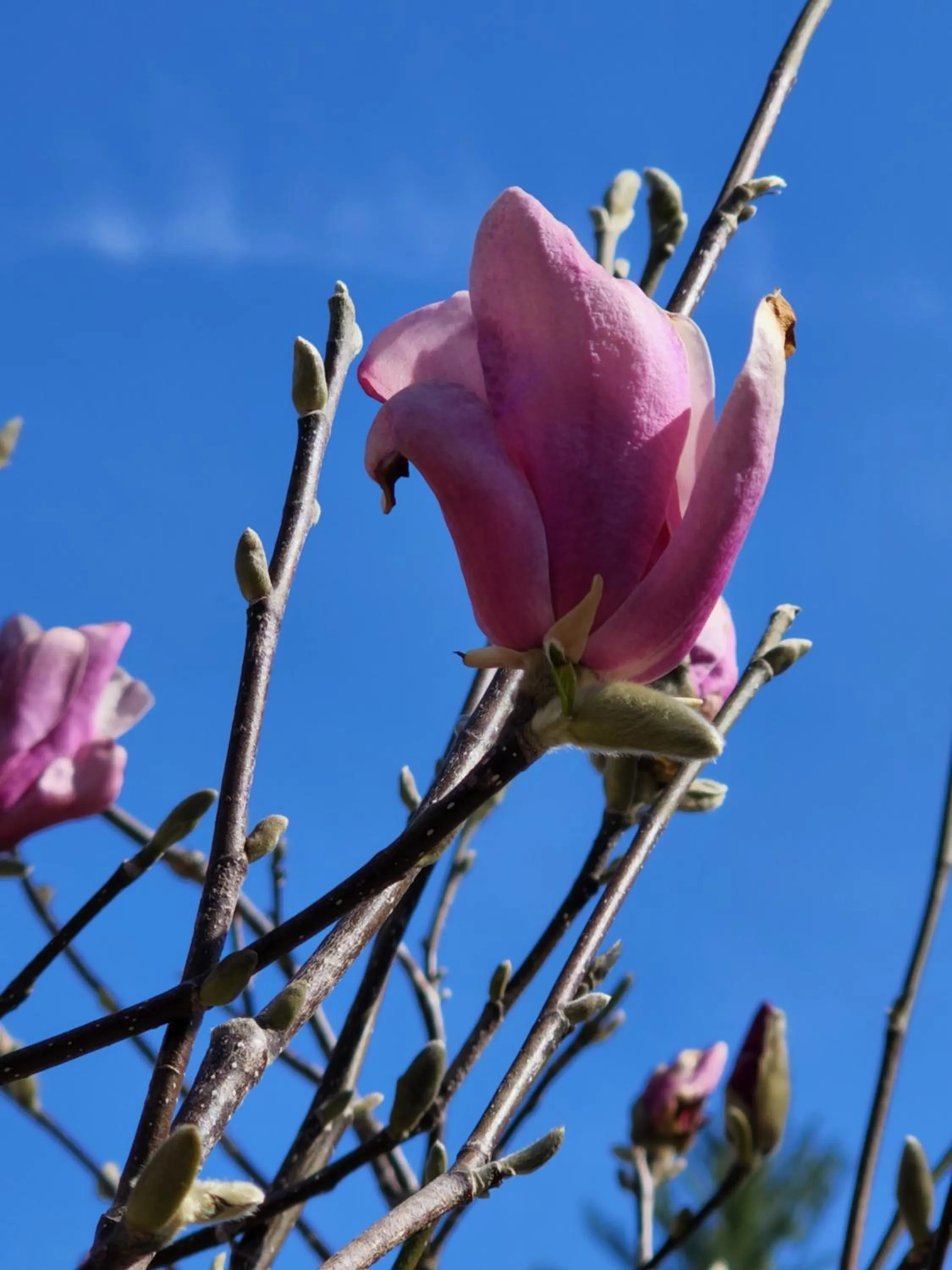 Natural landscape in Magnolia Streamside Resort