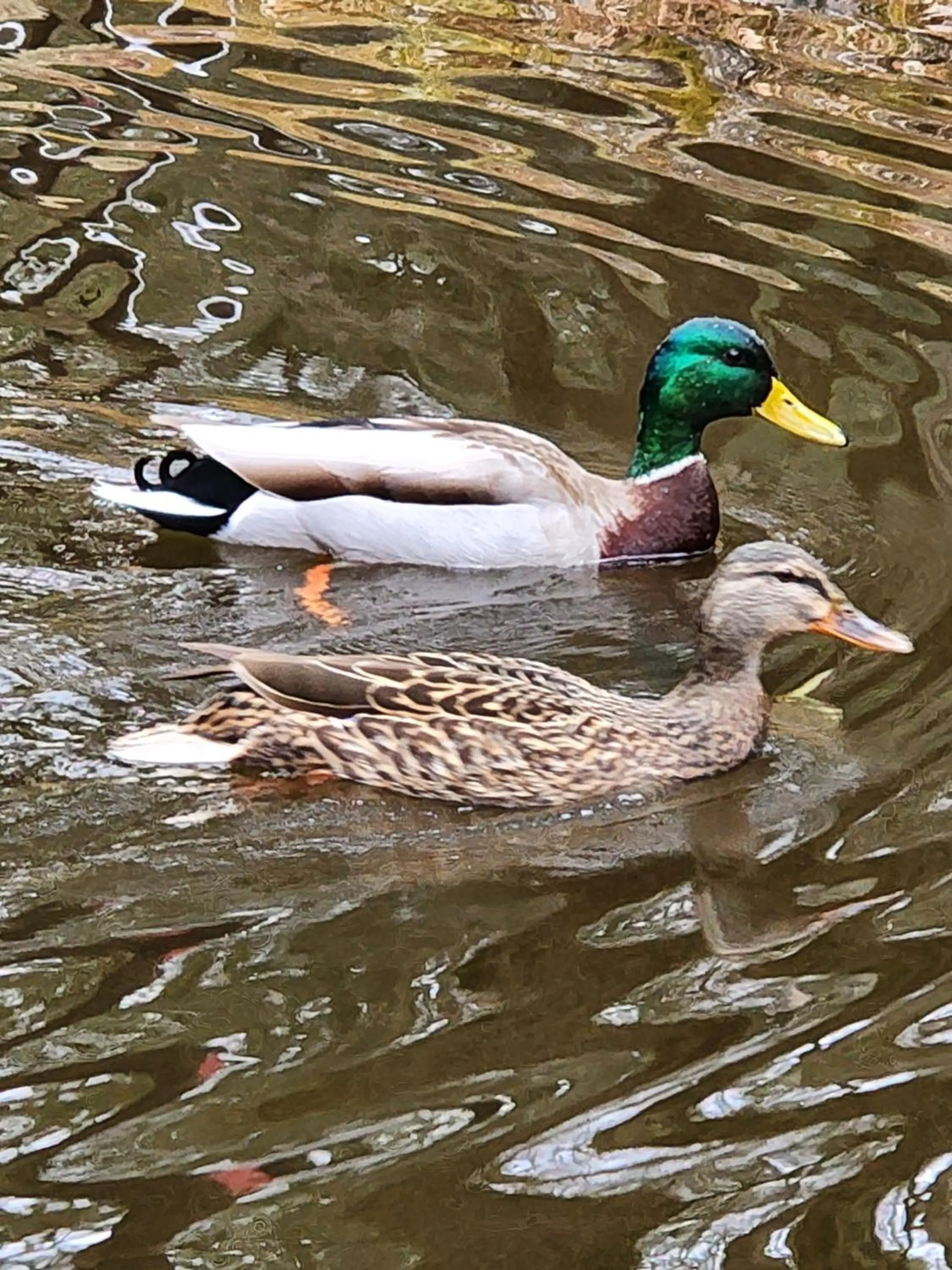 Natural landscape in Magnolia Streamside Resort