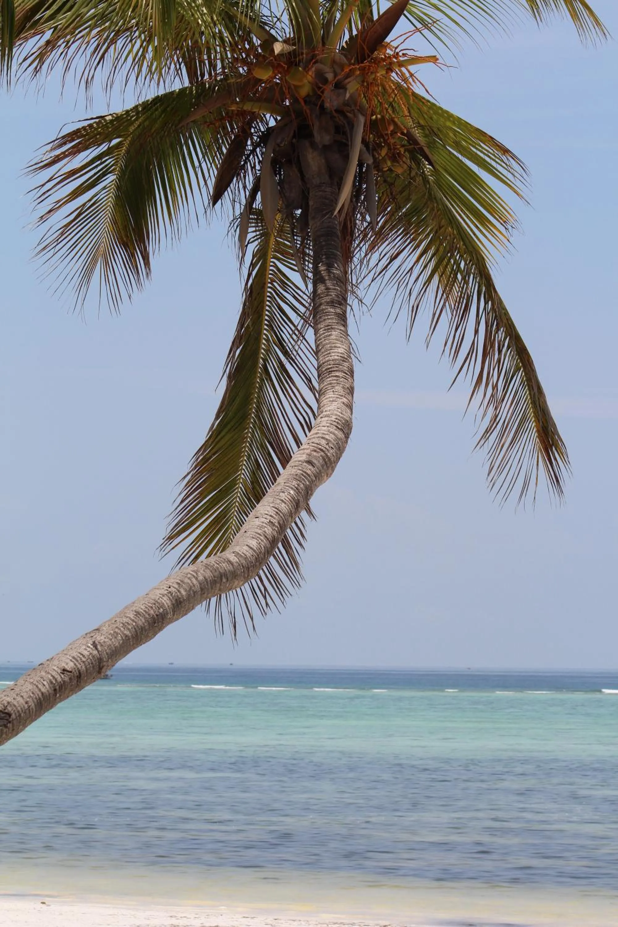 Beach in Isla Bonita Zanzibar Beach Resort