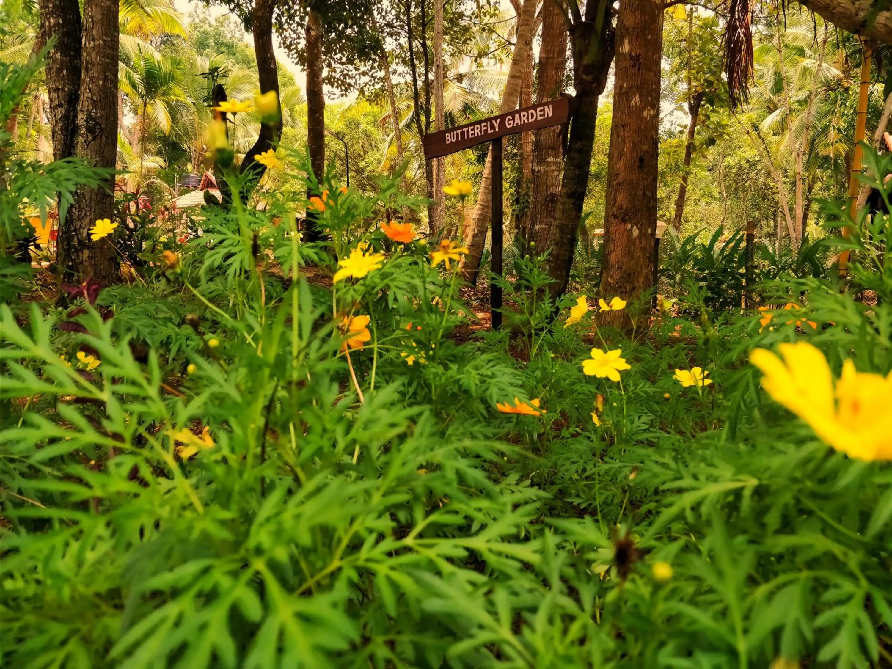 Garden in Palathra Heritage