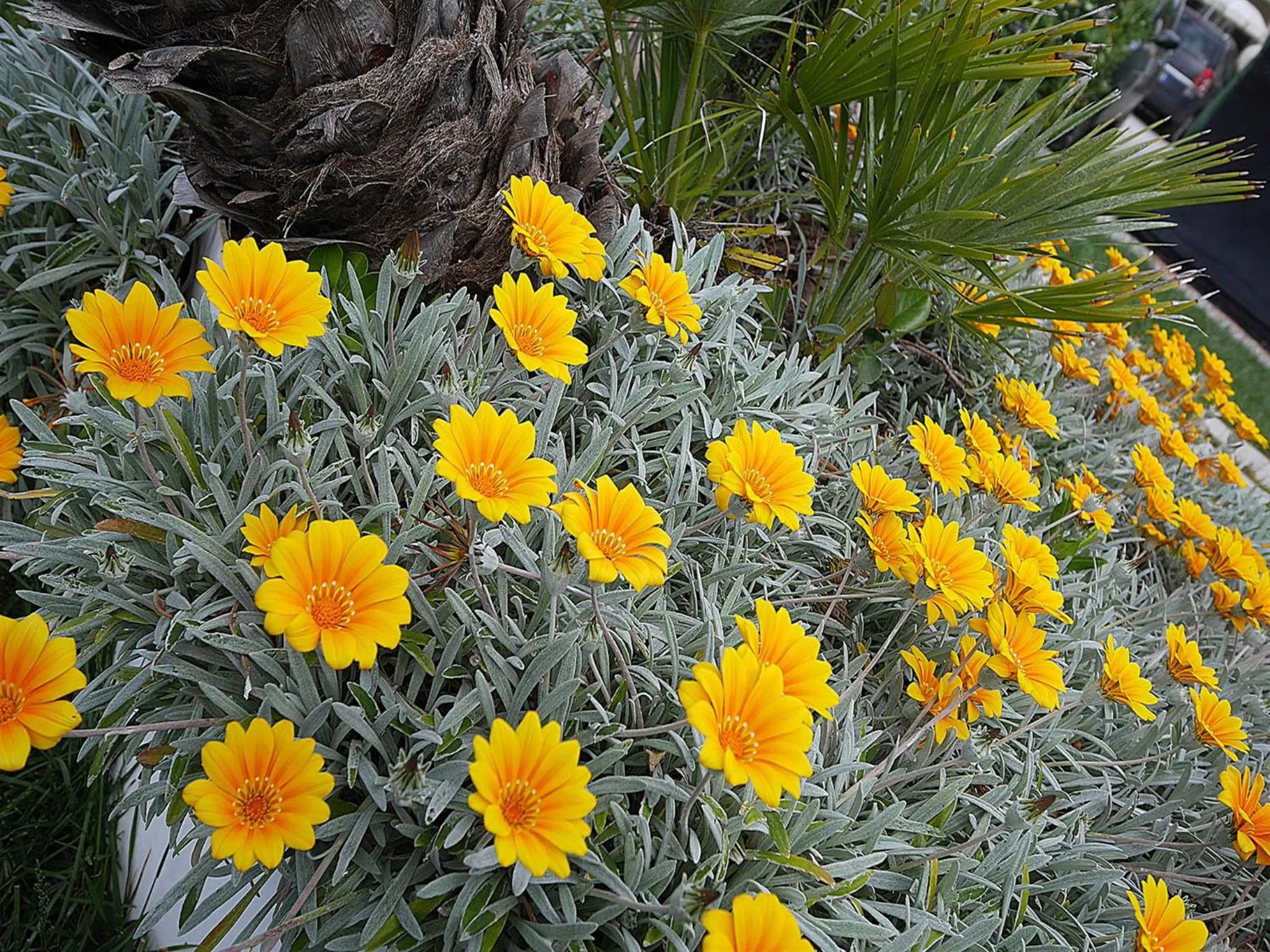 Garden in Residence Villa Piani