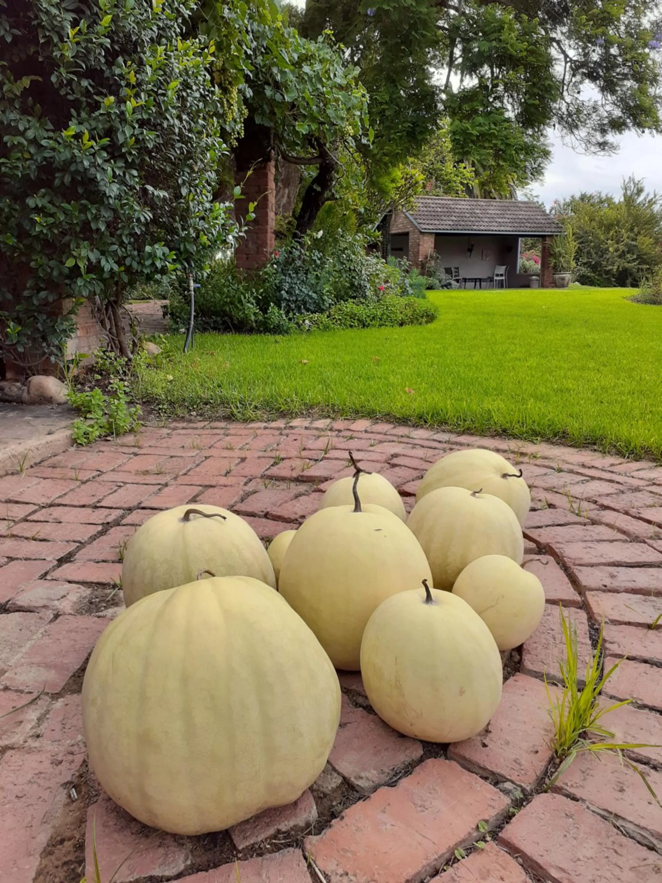 Garden in Gerald's Gift Guest House