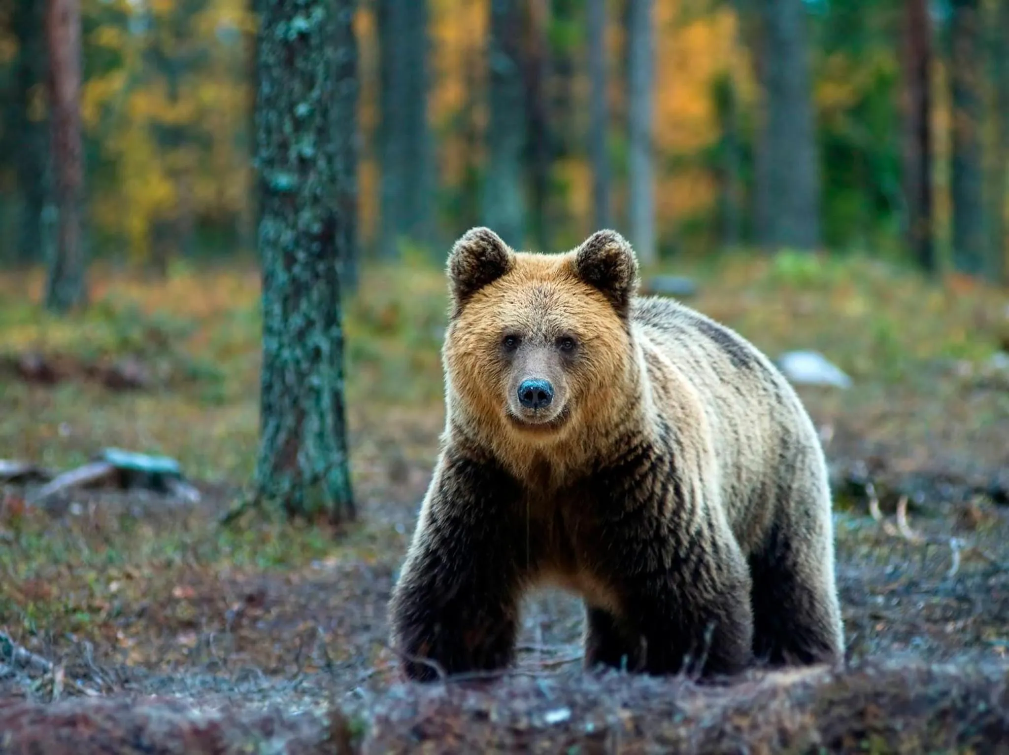 Natural landscape in Holiday Club Kuusamon Tropiikki