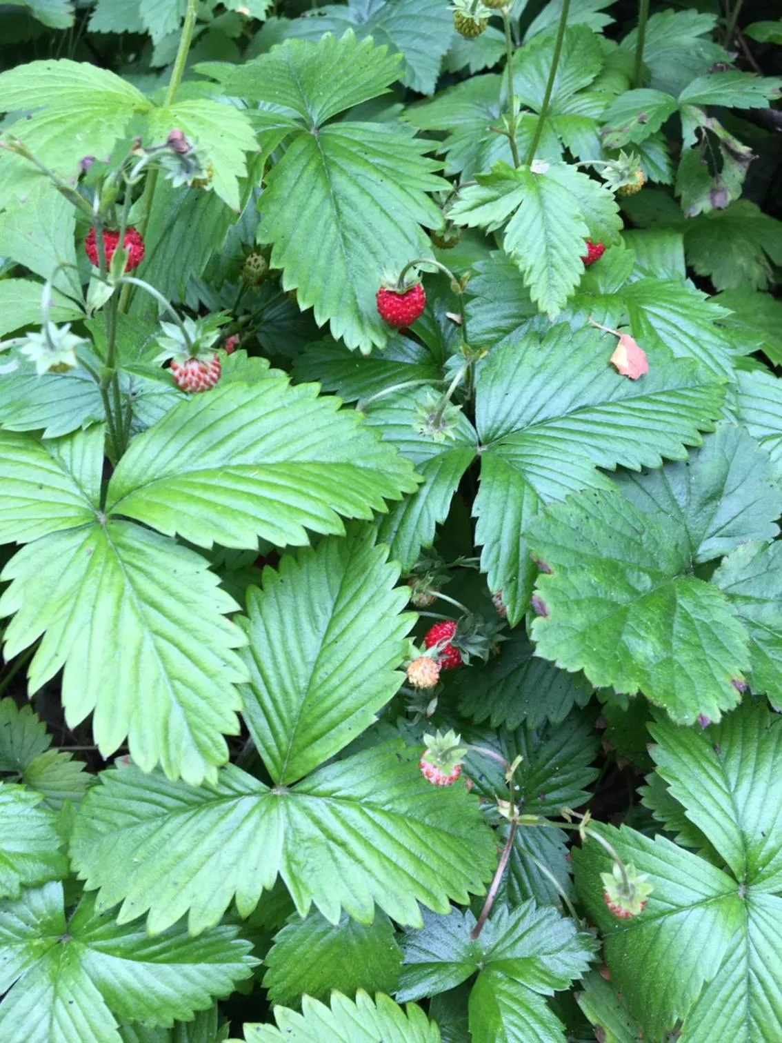 Other in Mellbystrand Vandrarhem