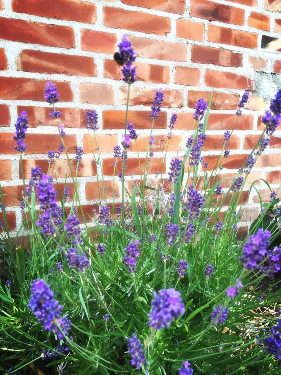 Spring in Mellbystrand Vandrarhem