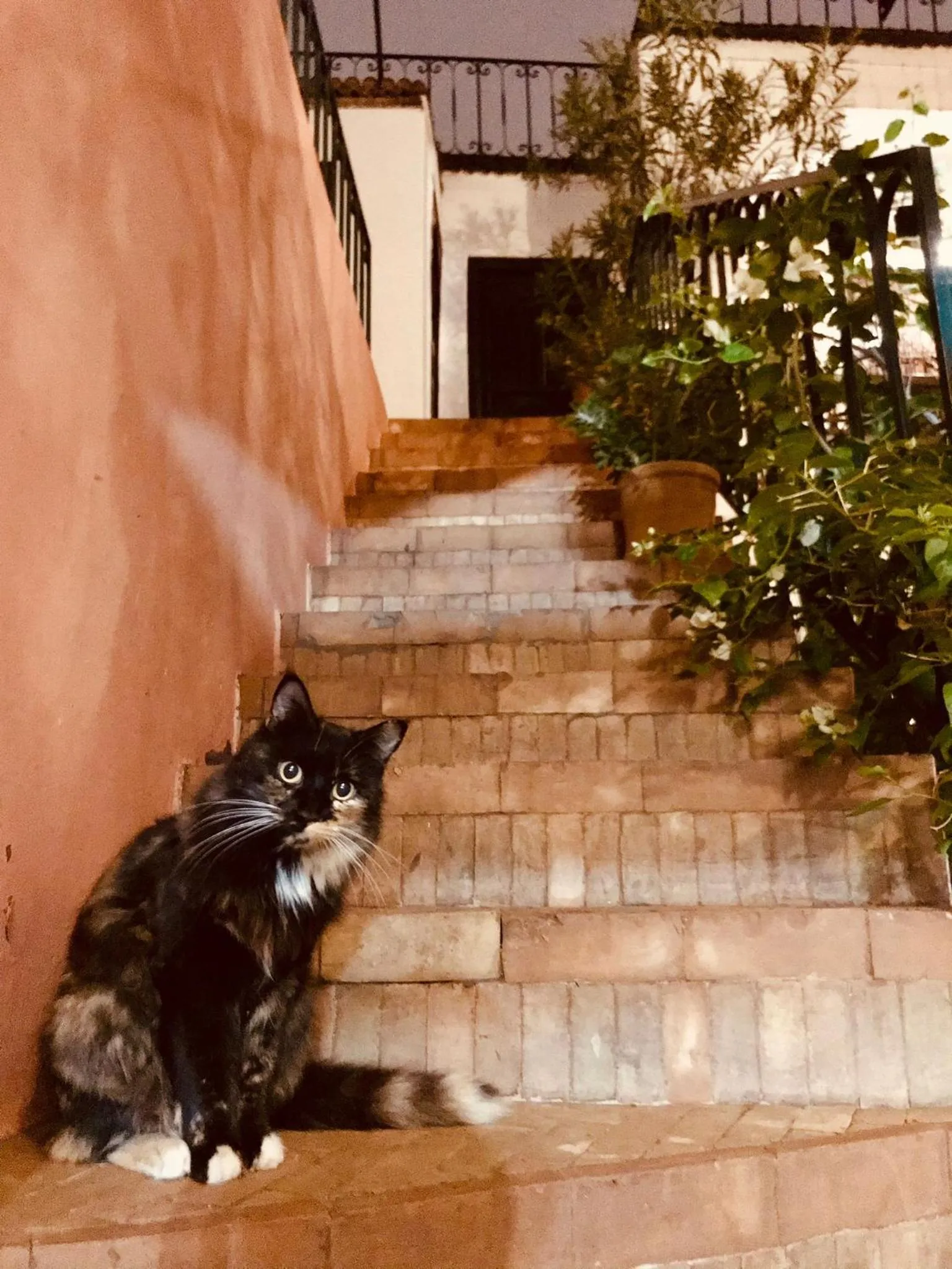 Patio in Riad Rockech