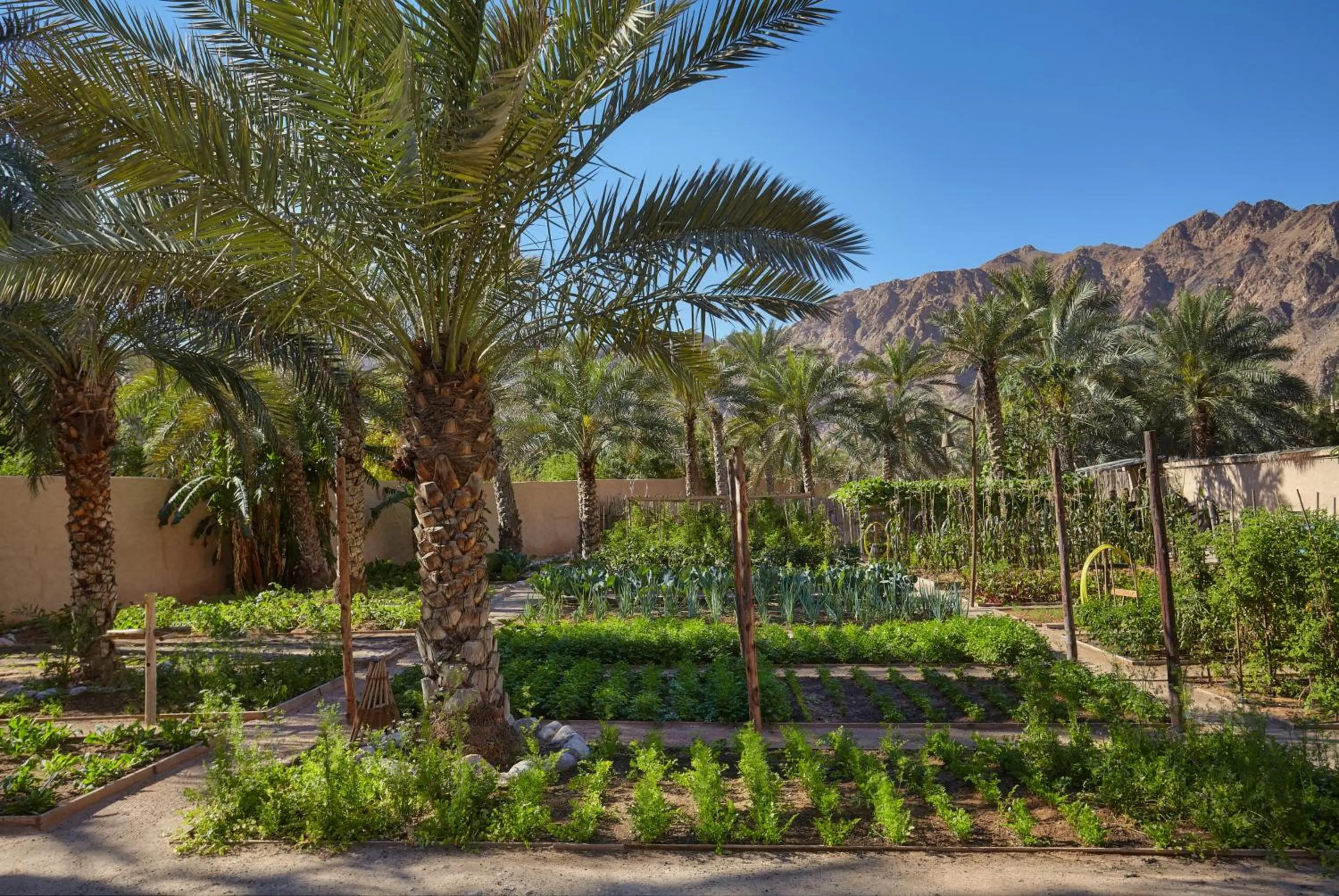 Garden in Six Senses Zighy Bay