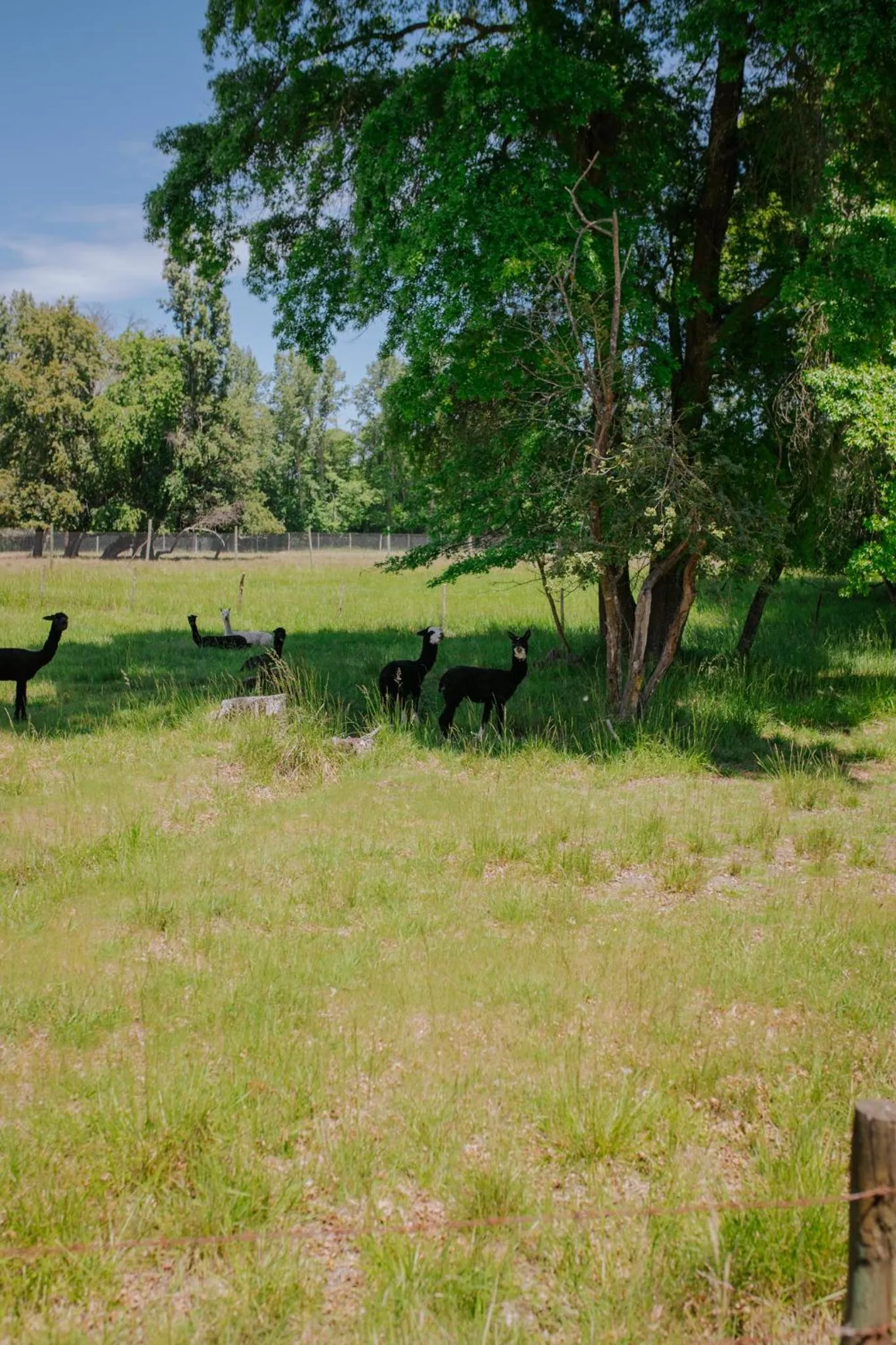 Hotel Salto Del Laja